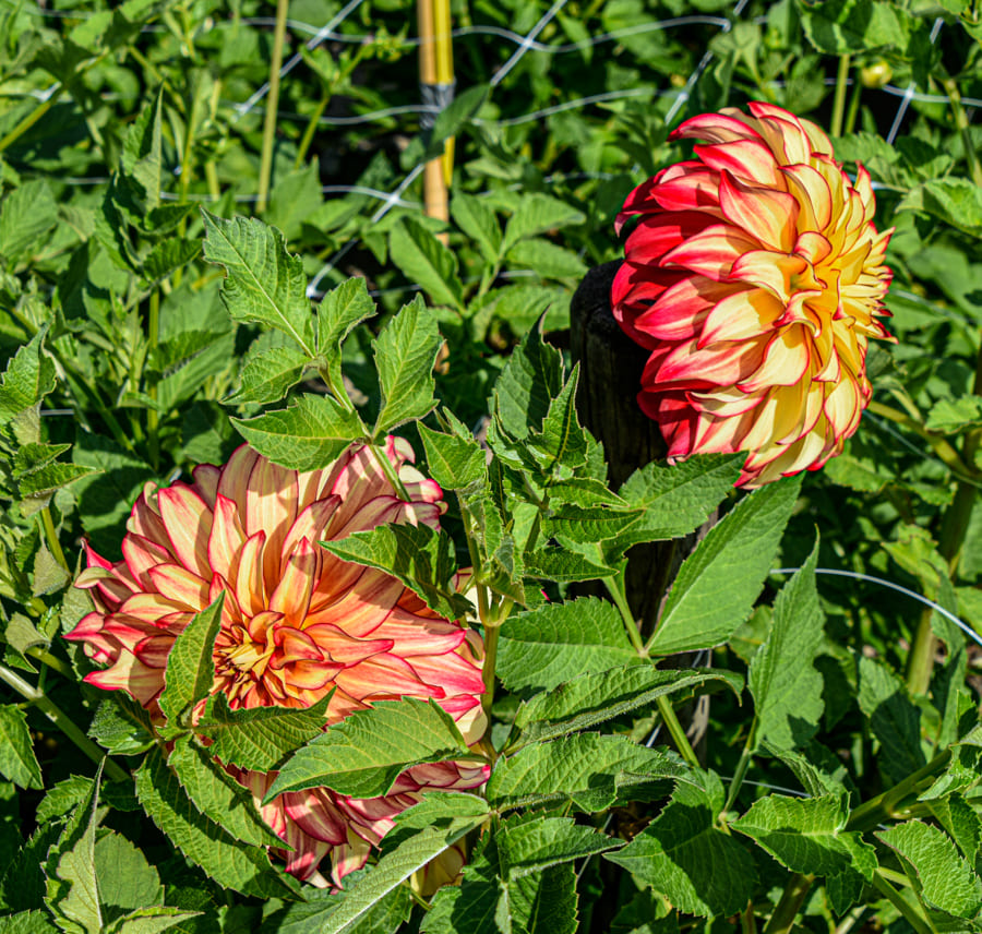 Sonnige, dekorative Dahlie "Lady Darlene"