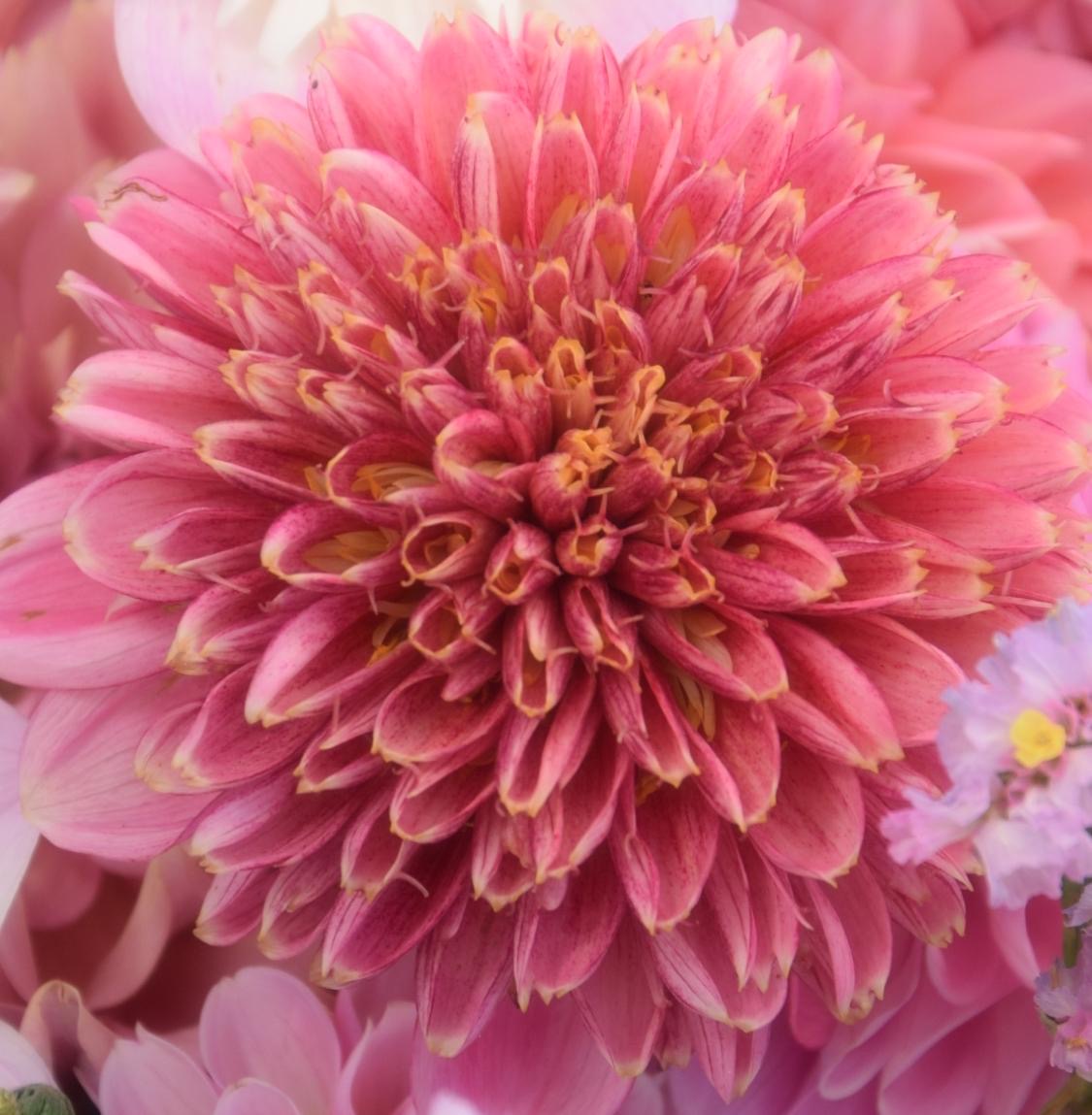 Anemonen-Dahlie "Alyshia"
