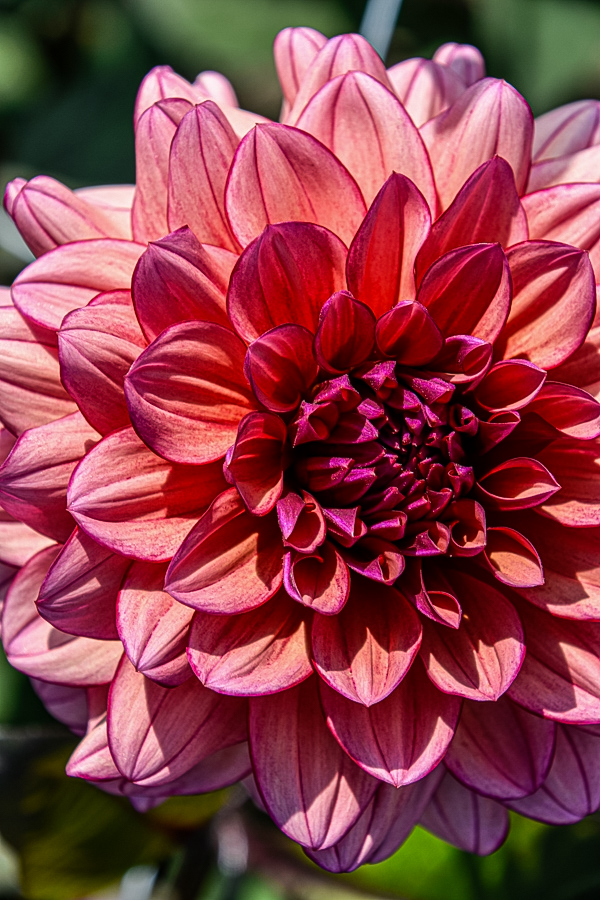Dekorative, exklusive Dahlie "Miss Daisy"
