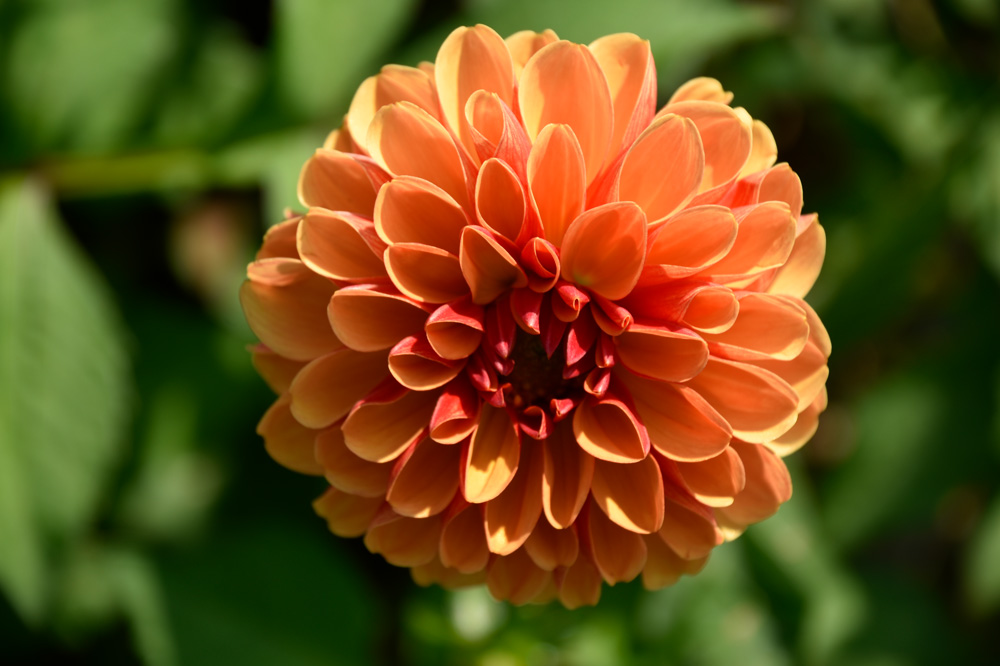 Wunderschöne Ball-Dahlie "American Sunset"