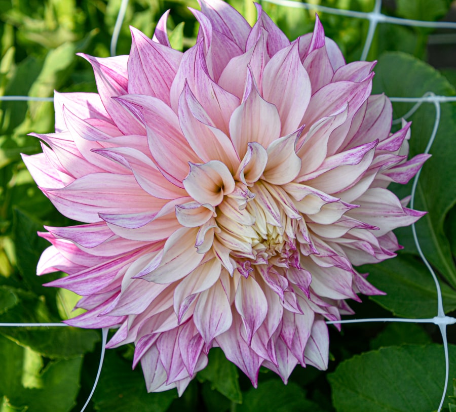 Dekorative, großblumige Dahlie "Labyrinth Twotone"
