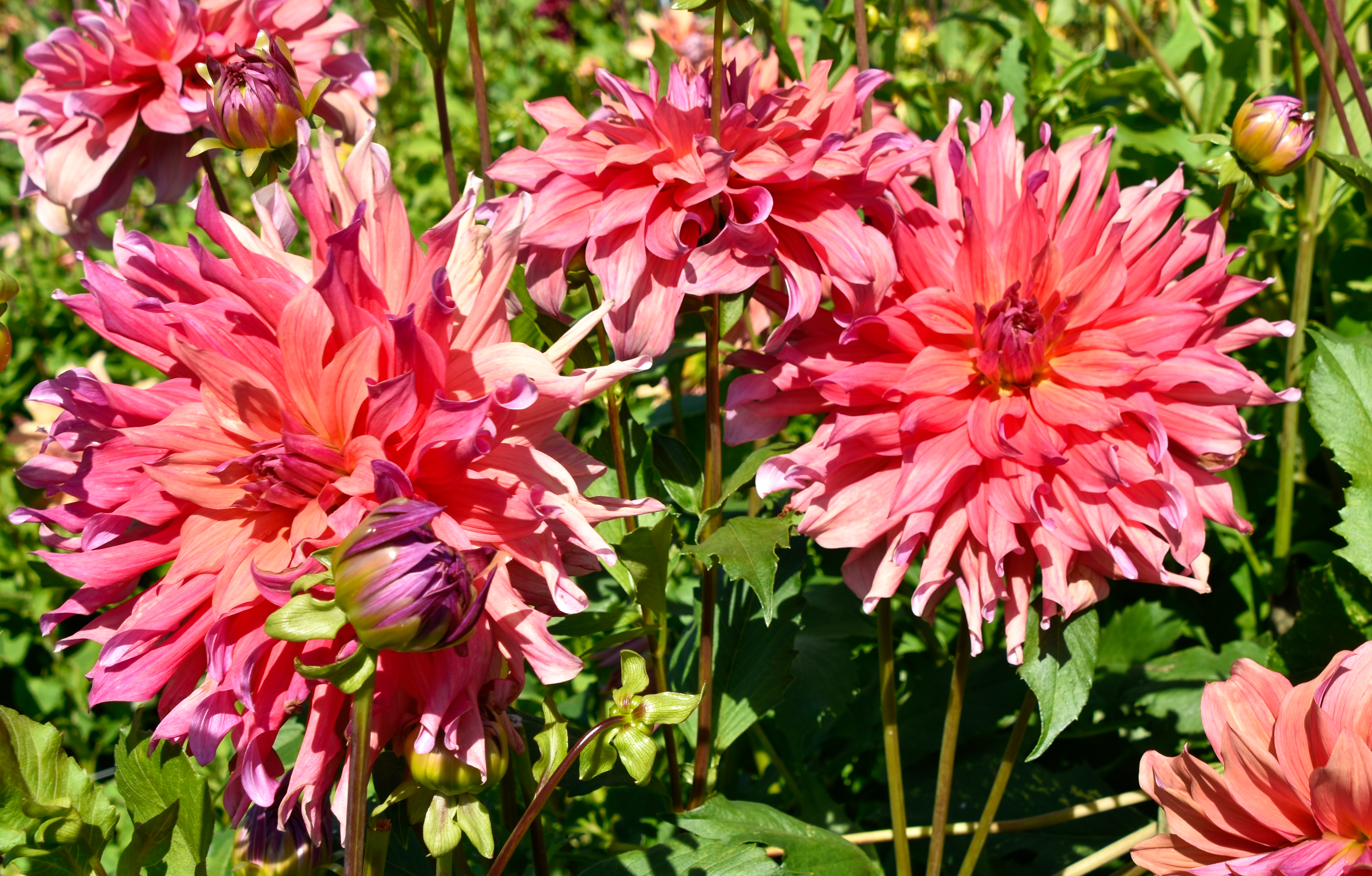 Dekorative Dahlie "Penhill Watermelon"