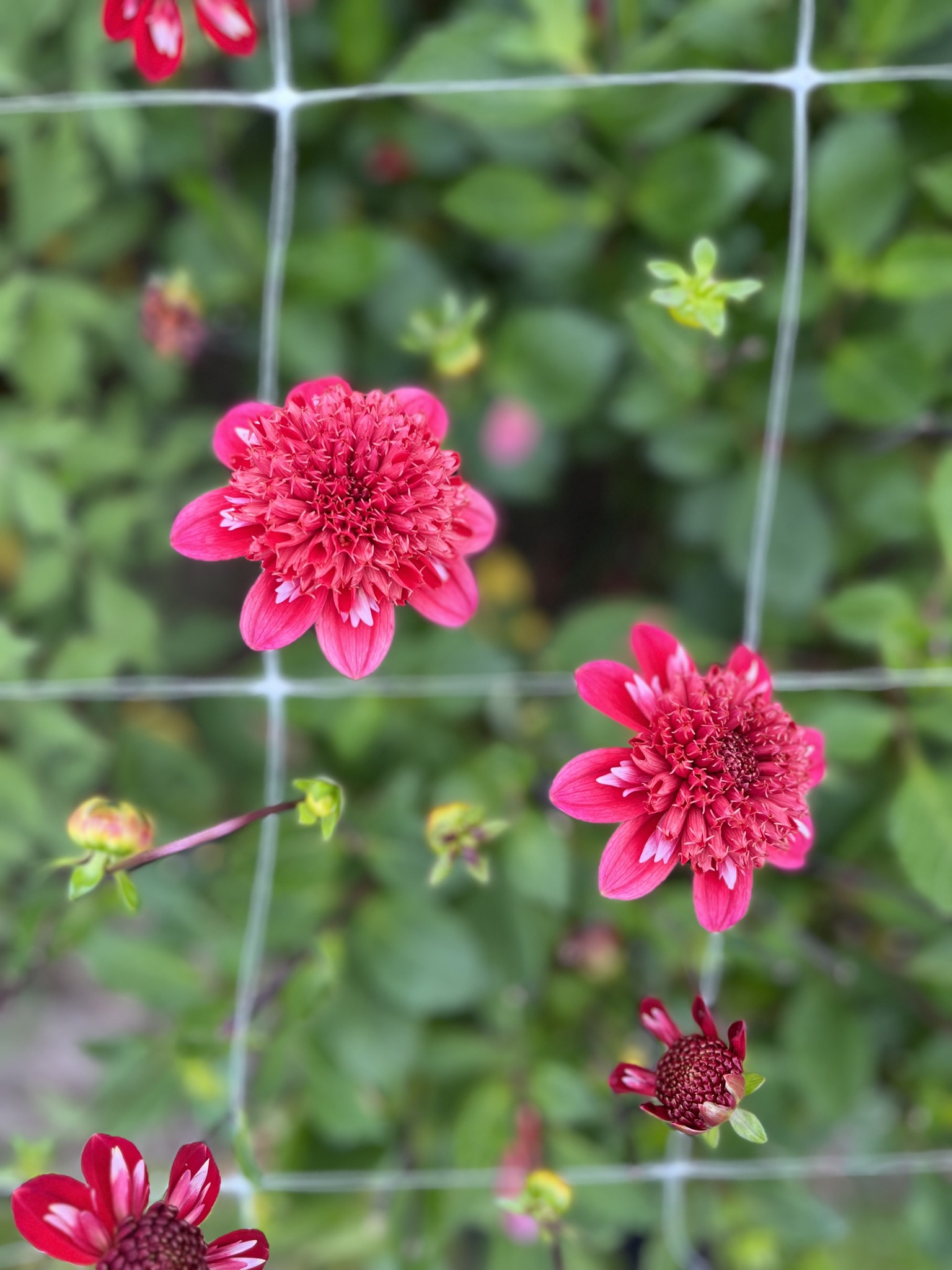 Anemonen-Dahlie "Speech"
