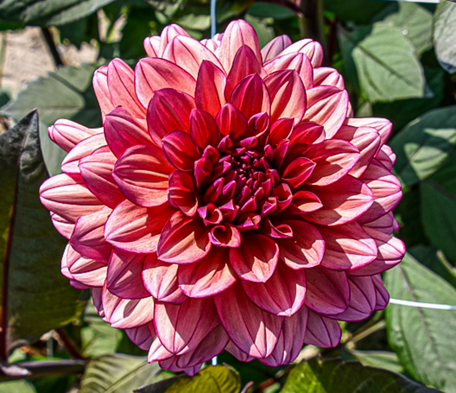 Dekorative, exklusive Dahlie "Miss Daisy"