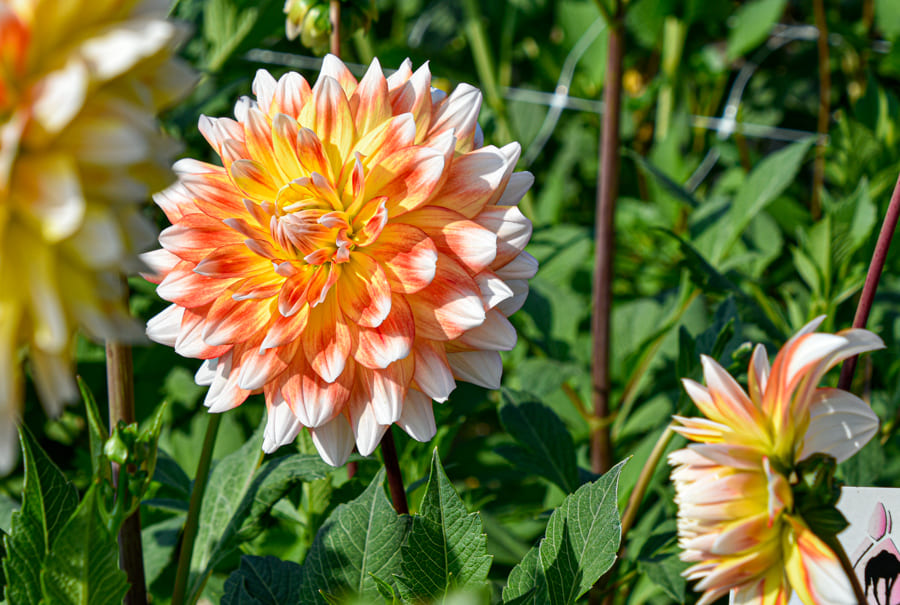 Dekorative Dahlie "Peaches and Cream"