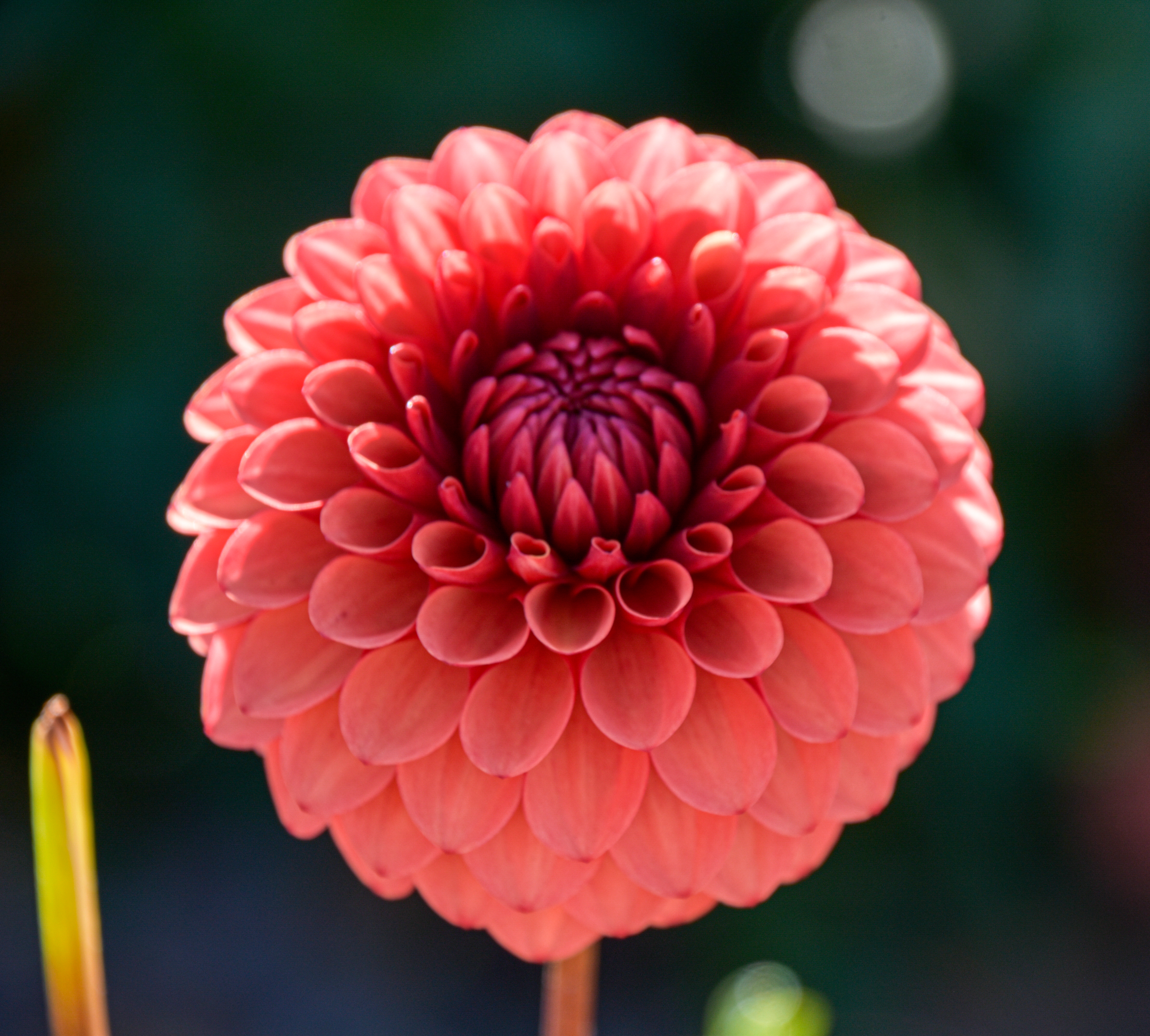 Pompondahlie "Brown Sugar"