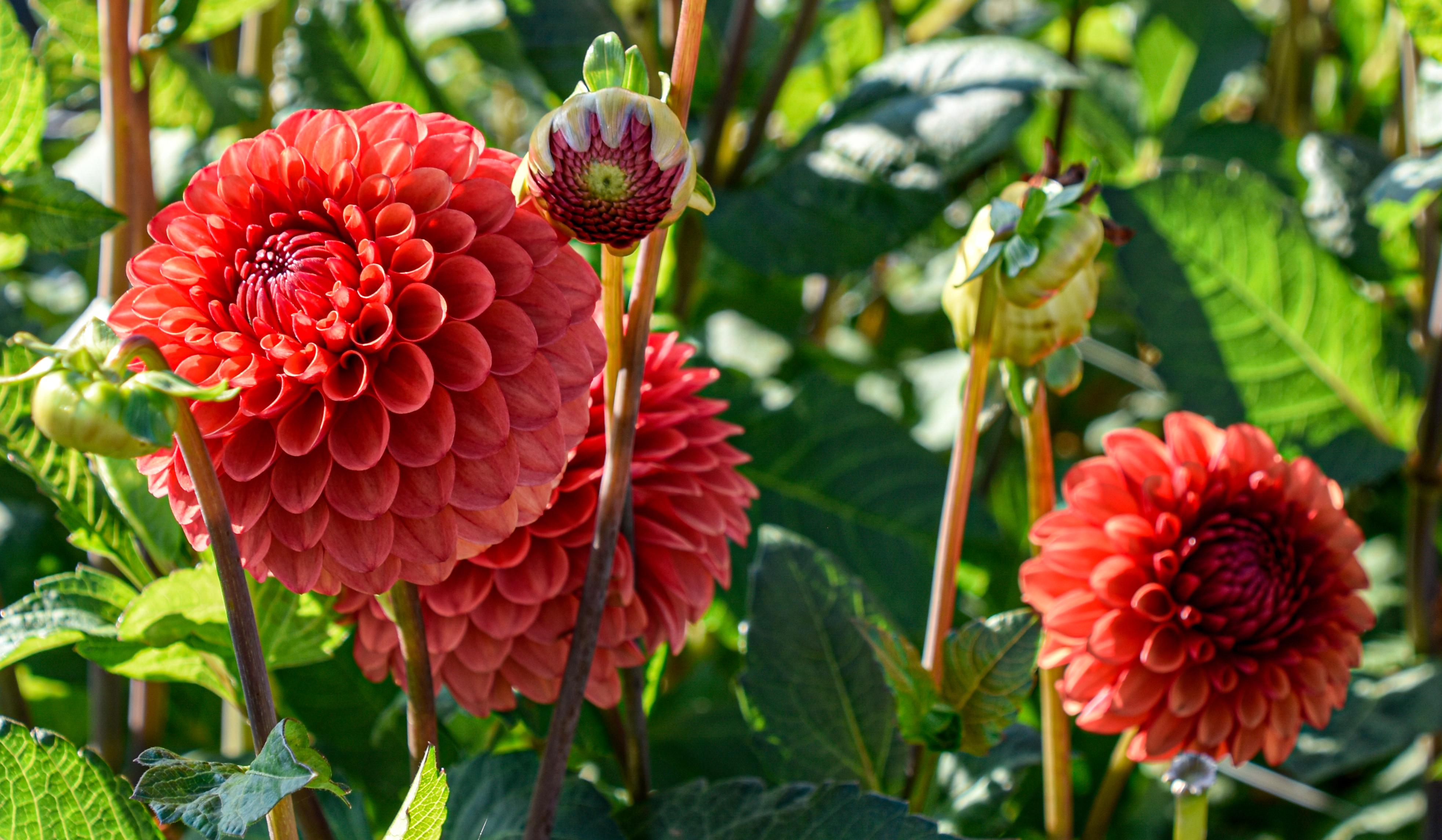 Pompondahlie "Brown Sugar"