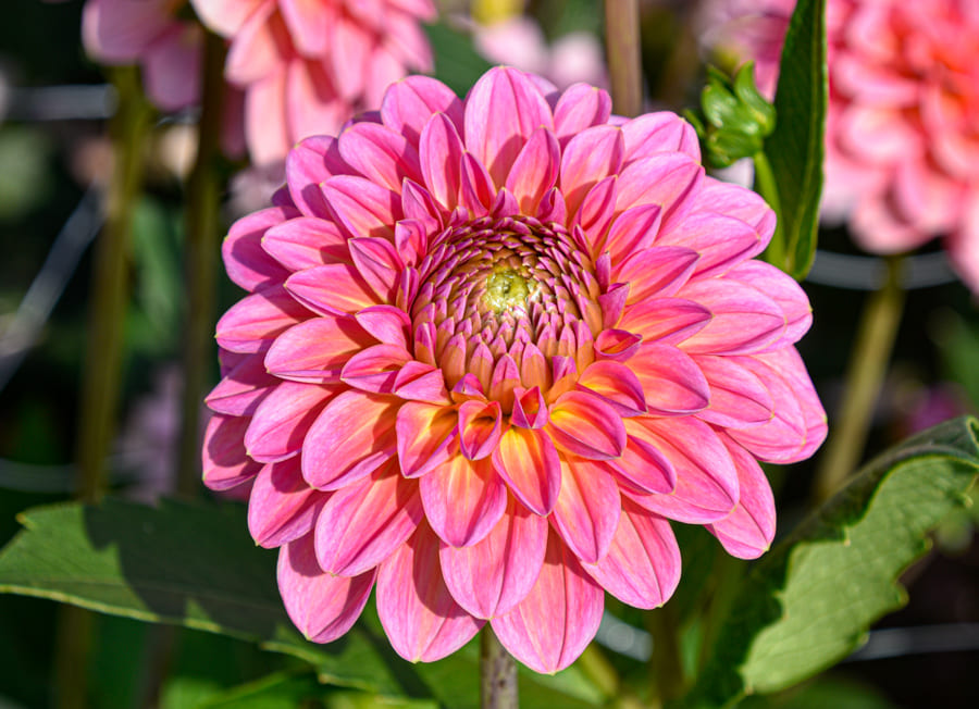 Auffallende, dekorative Dahlie "Pink Runner"