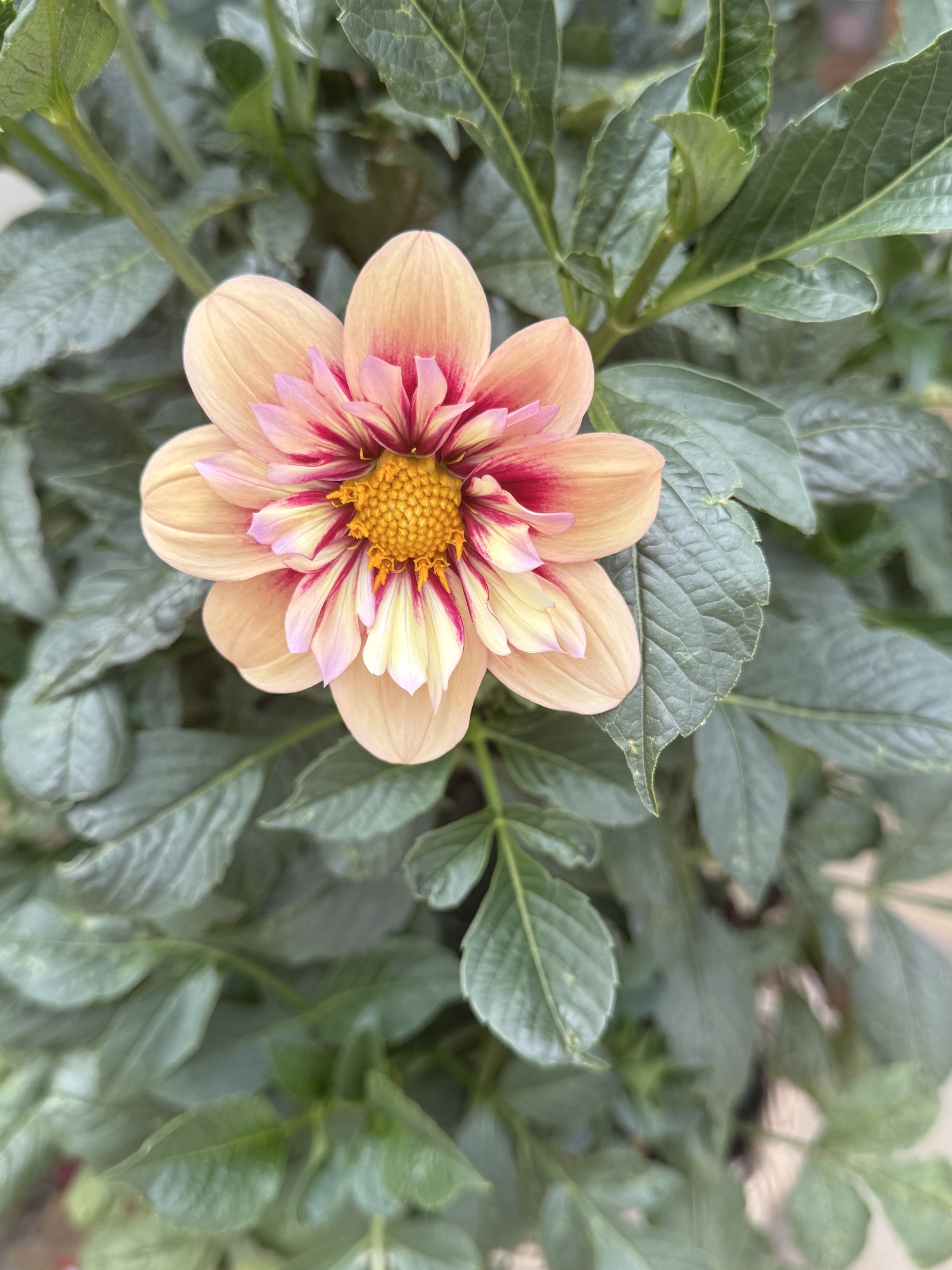 Halskrausen-Dahlie "Rhubarb & Custard"