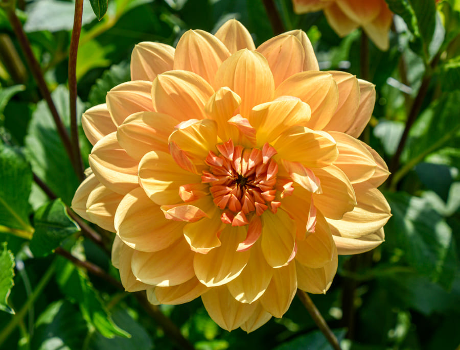 Wunderschöne Seerosen-Dahlie "Rancho"