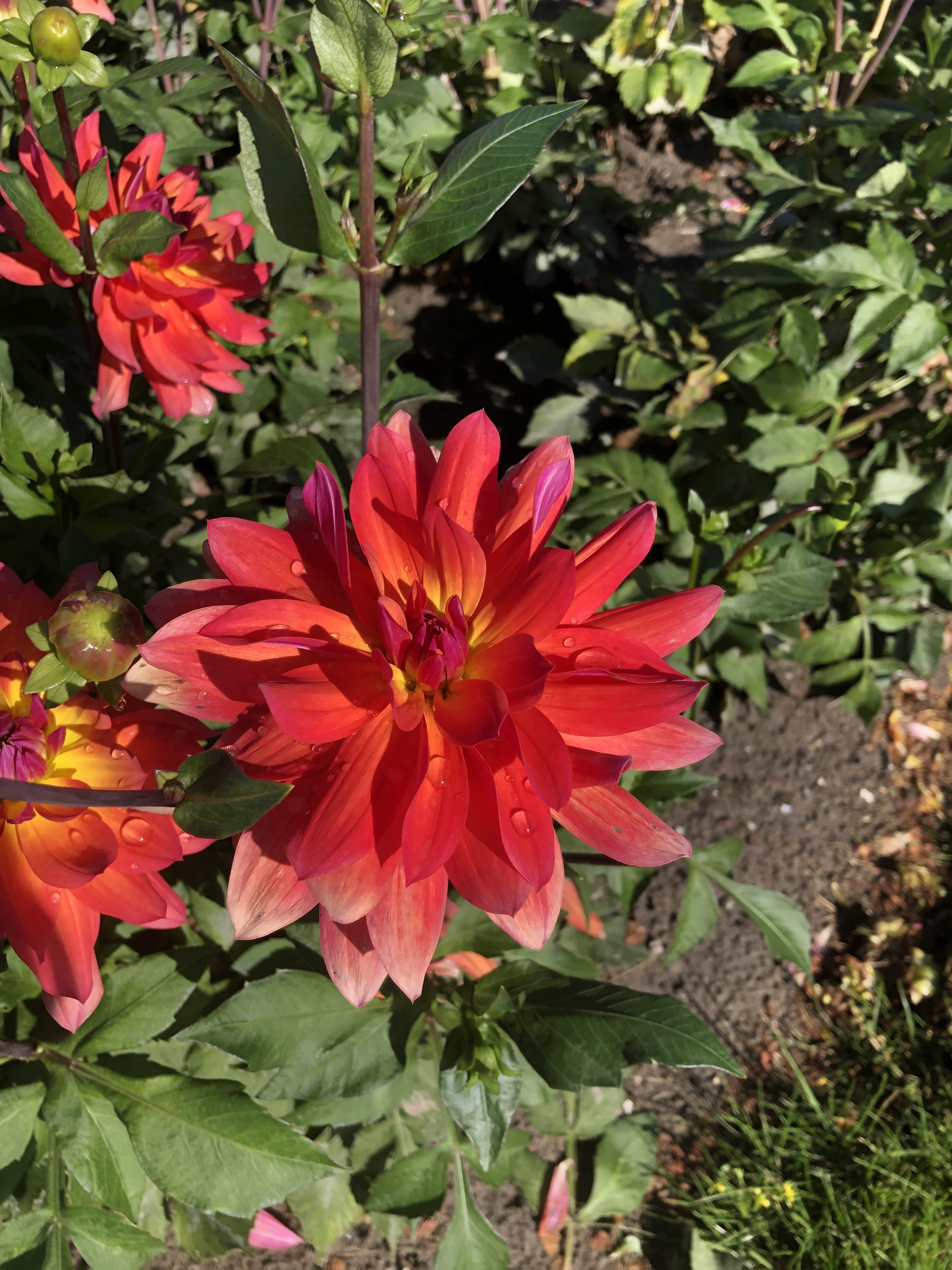 Seerosen-Dahlie "Firepot"