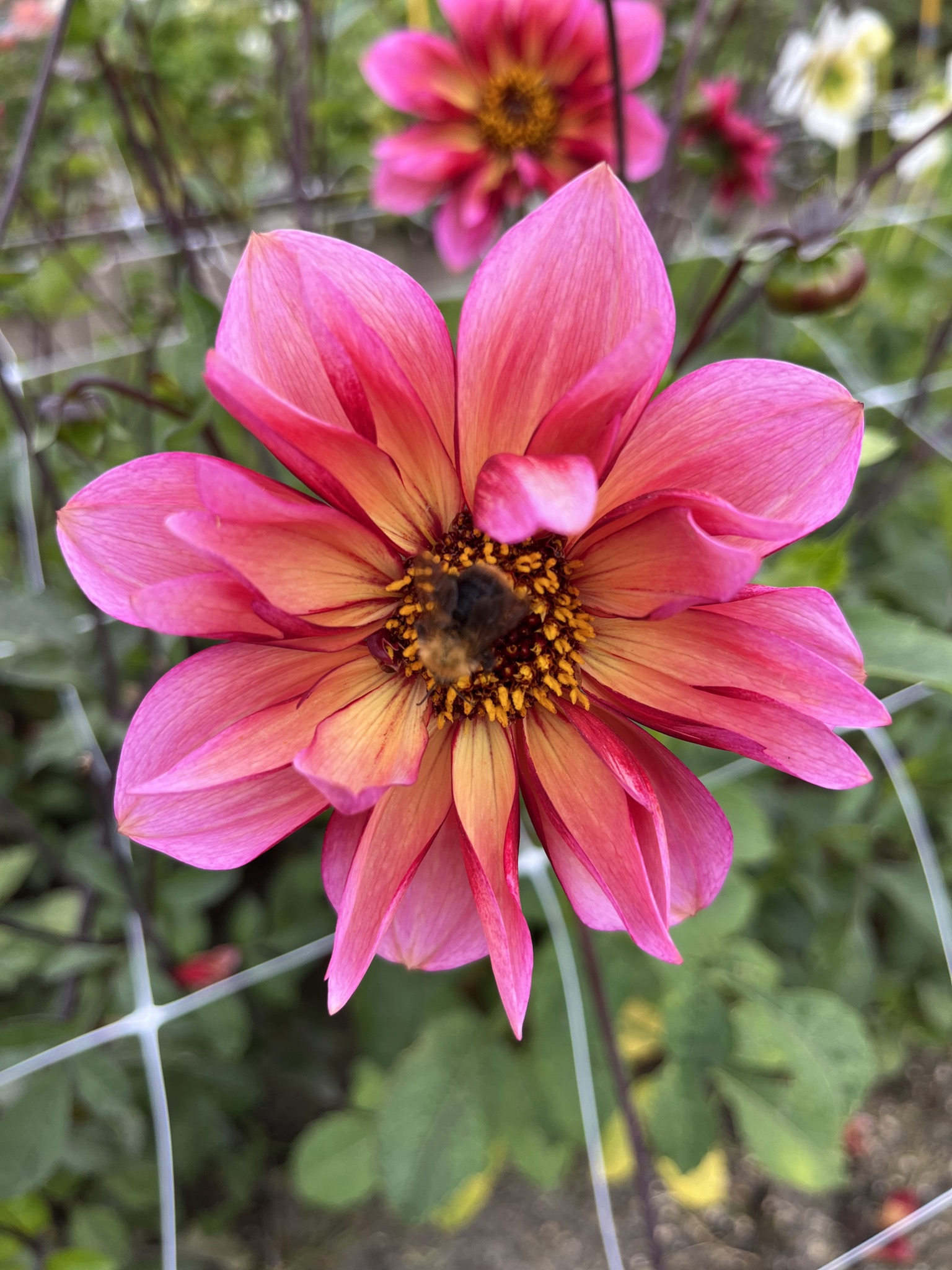 Anemonen-Dahlie "Princess Nadine"