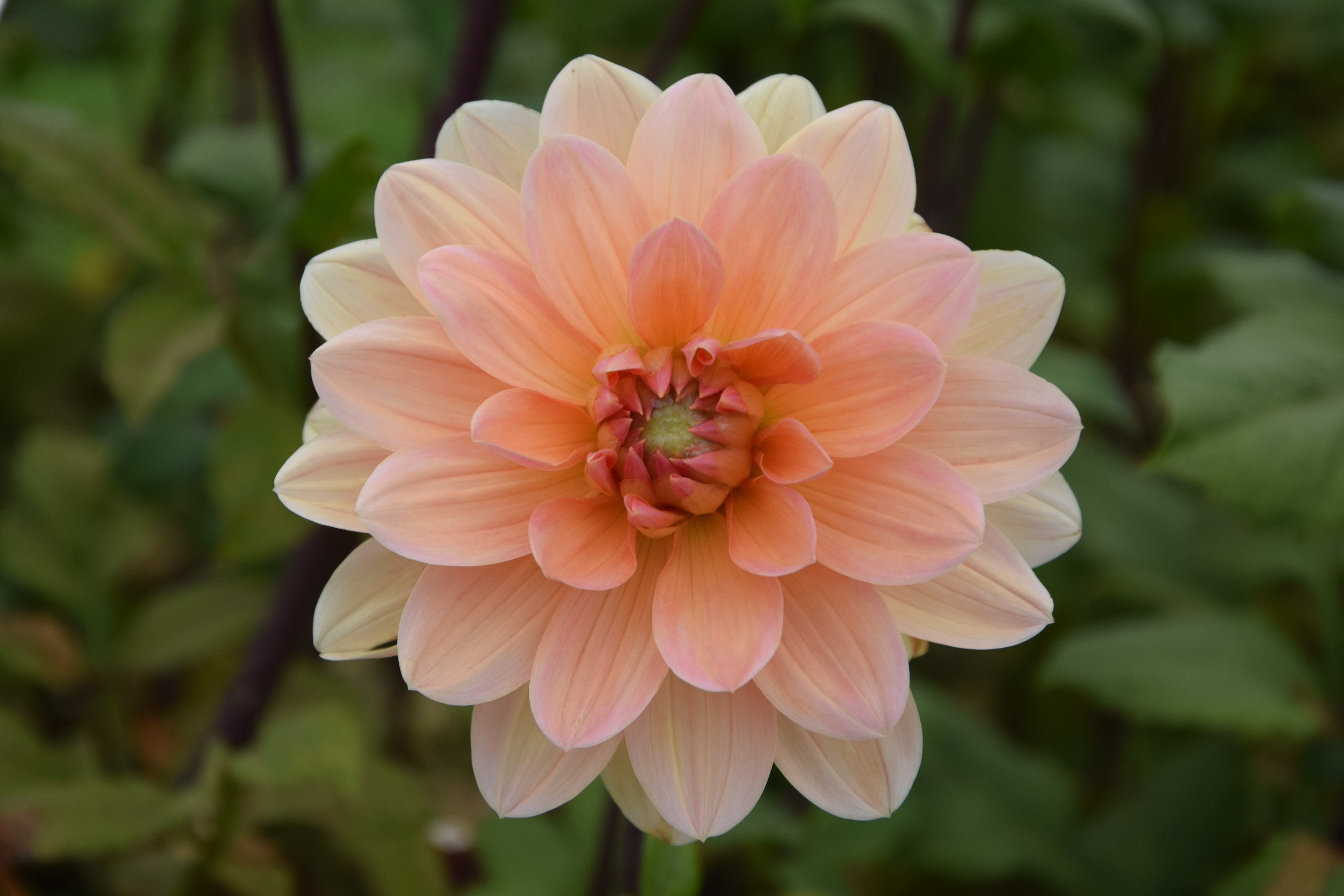 Seerosen-Dahlie "Apricot Desire"