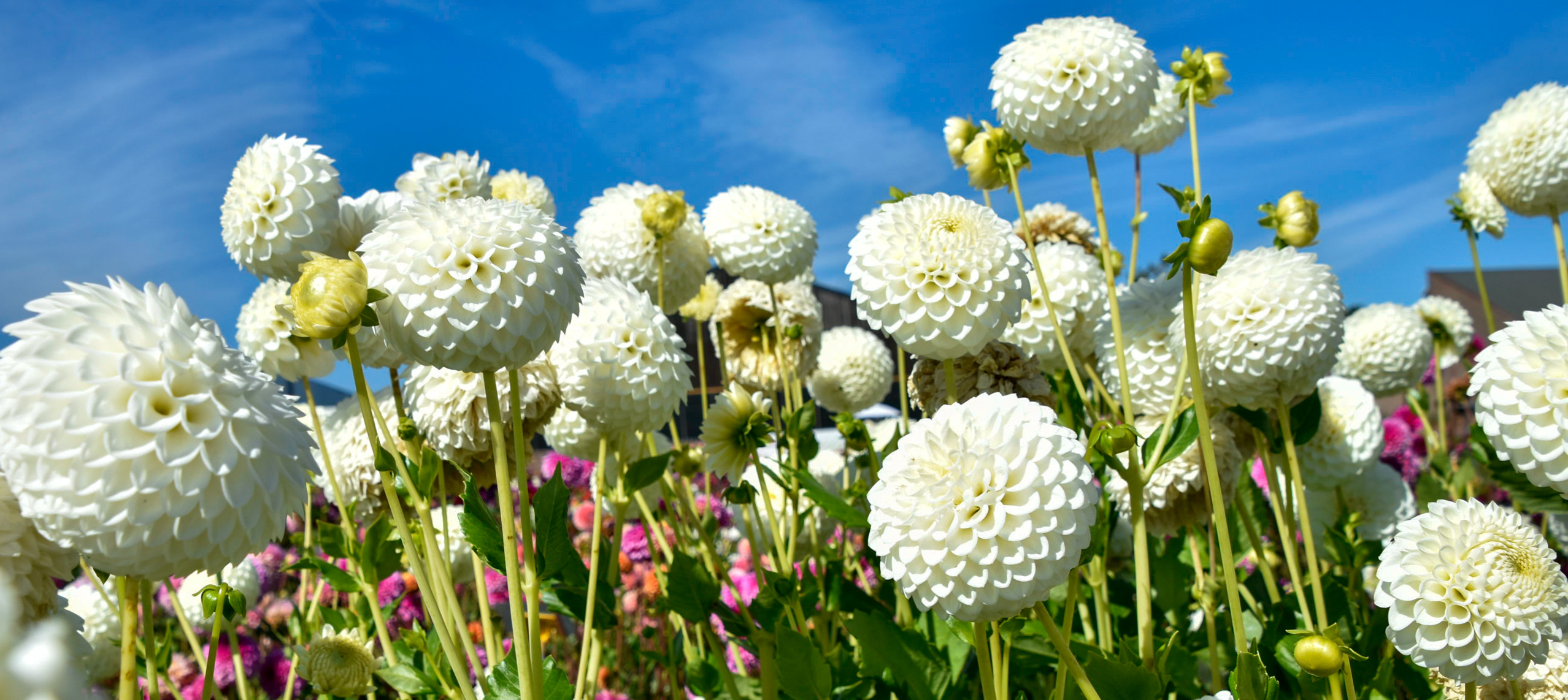 Balldahlie "Ryecroft Jan"