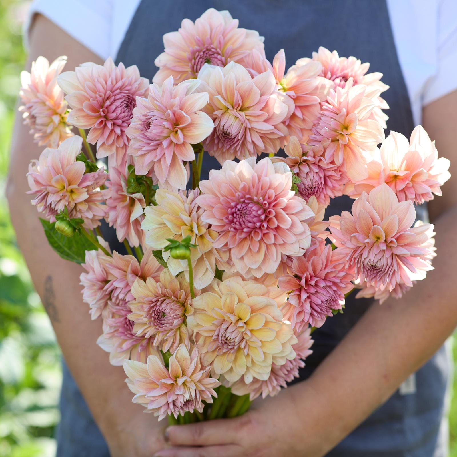 Dekorative Dahlie "Sturm Sweet Maria"