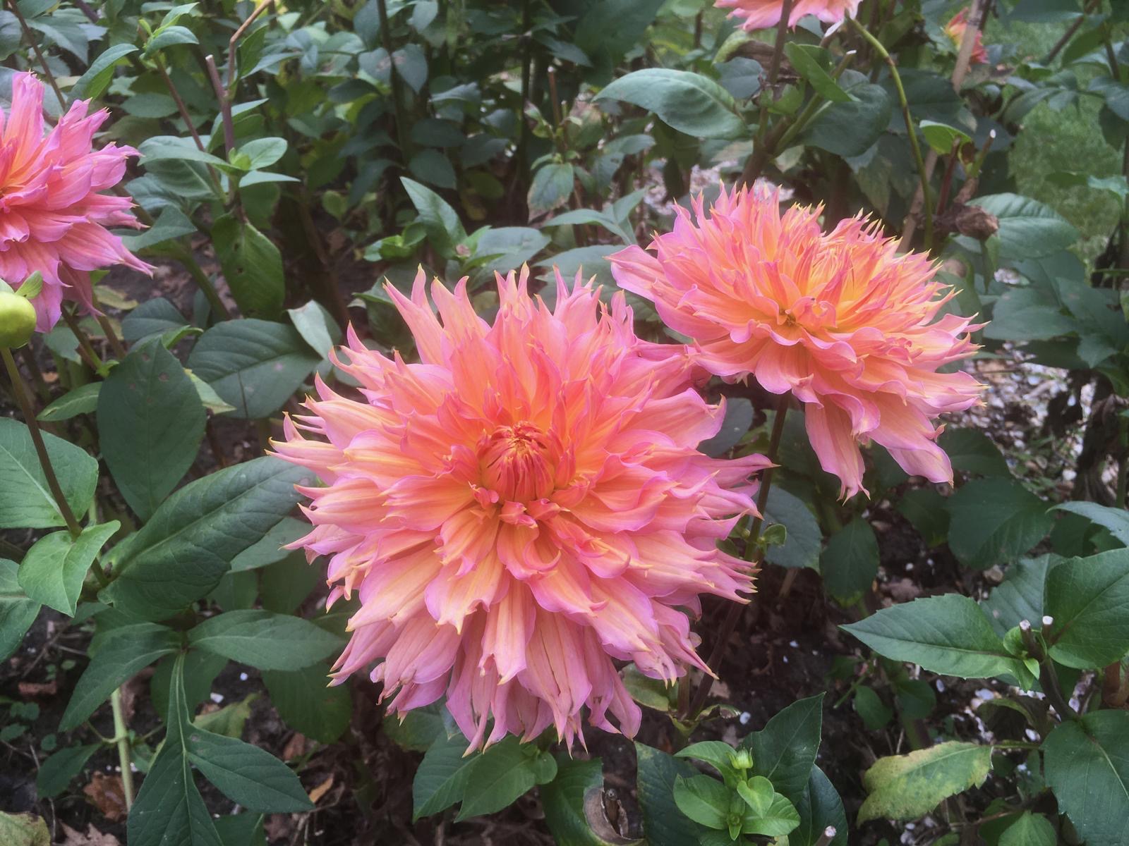 Kaktusdahlie "Omega"