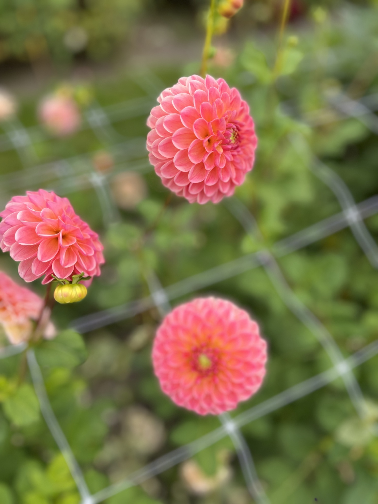 Wundervolle Balldahlie "L.A.T.E."