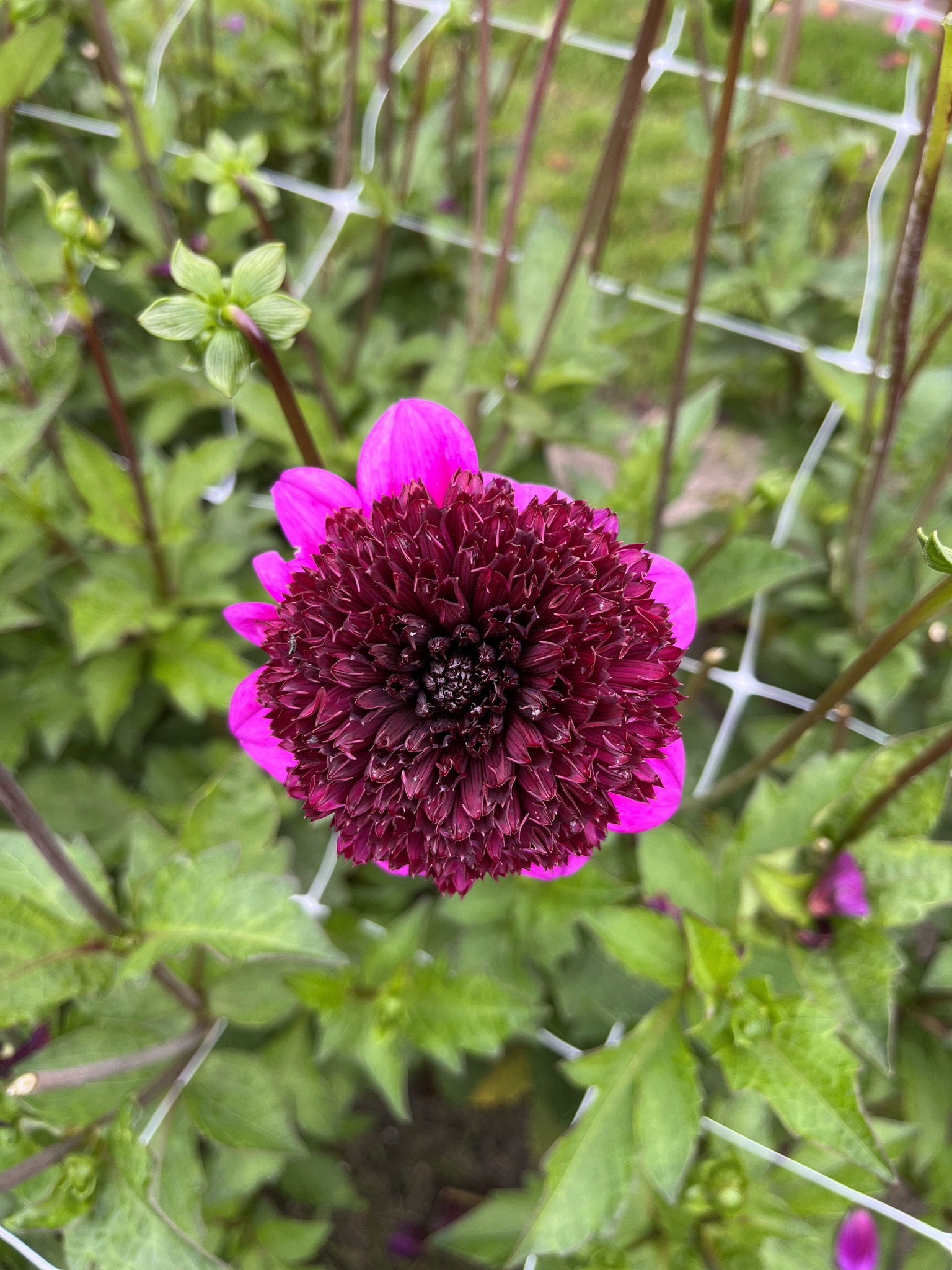 Anemonendahlie "Misses Amy"