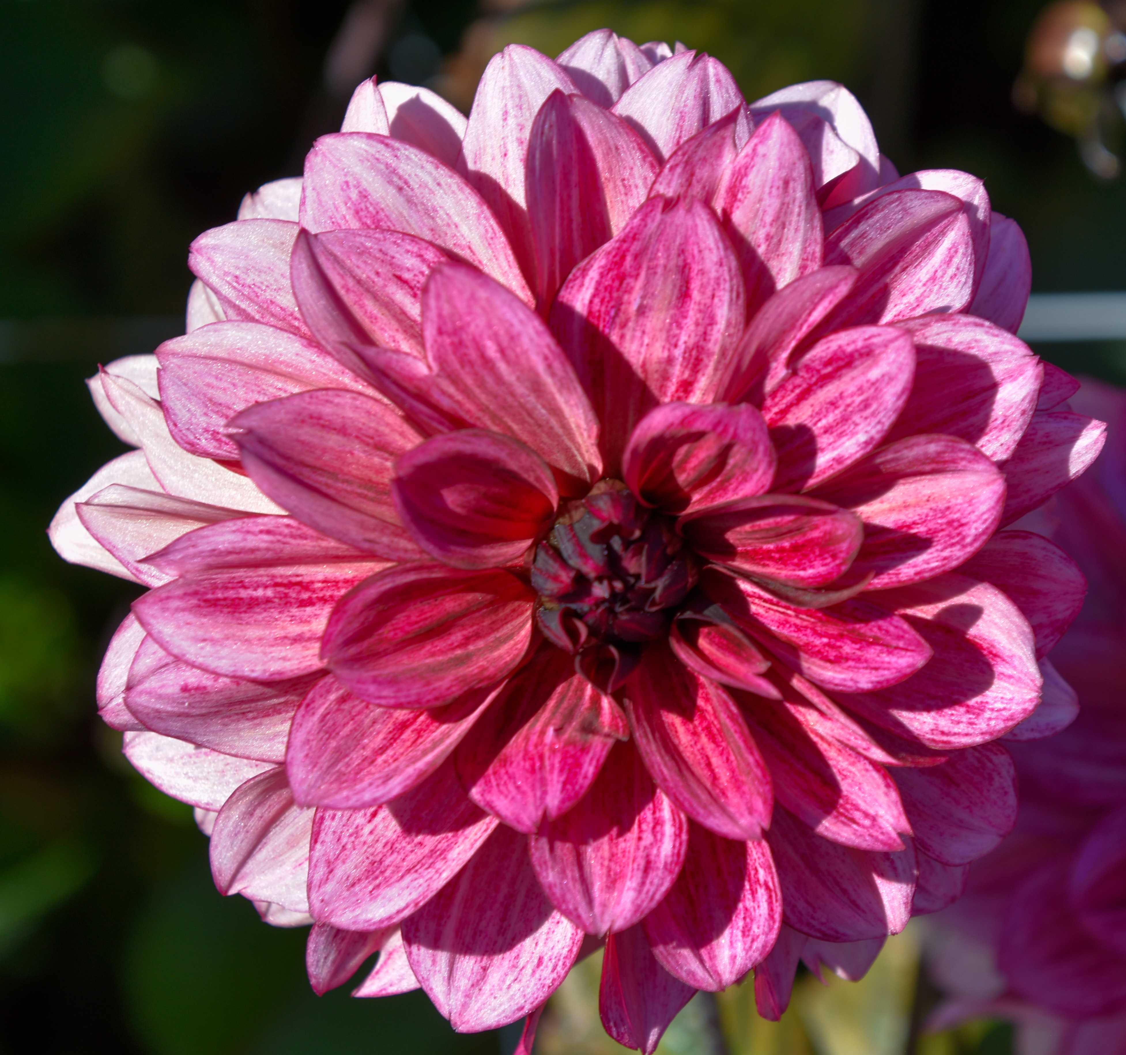 Dekorative Dahlie "Night Silence"