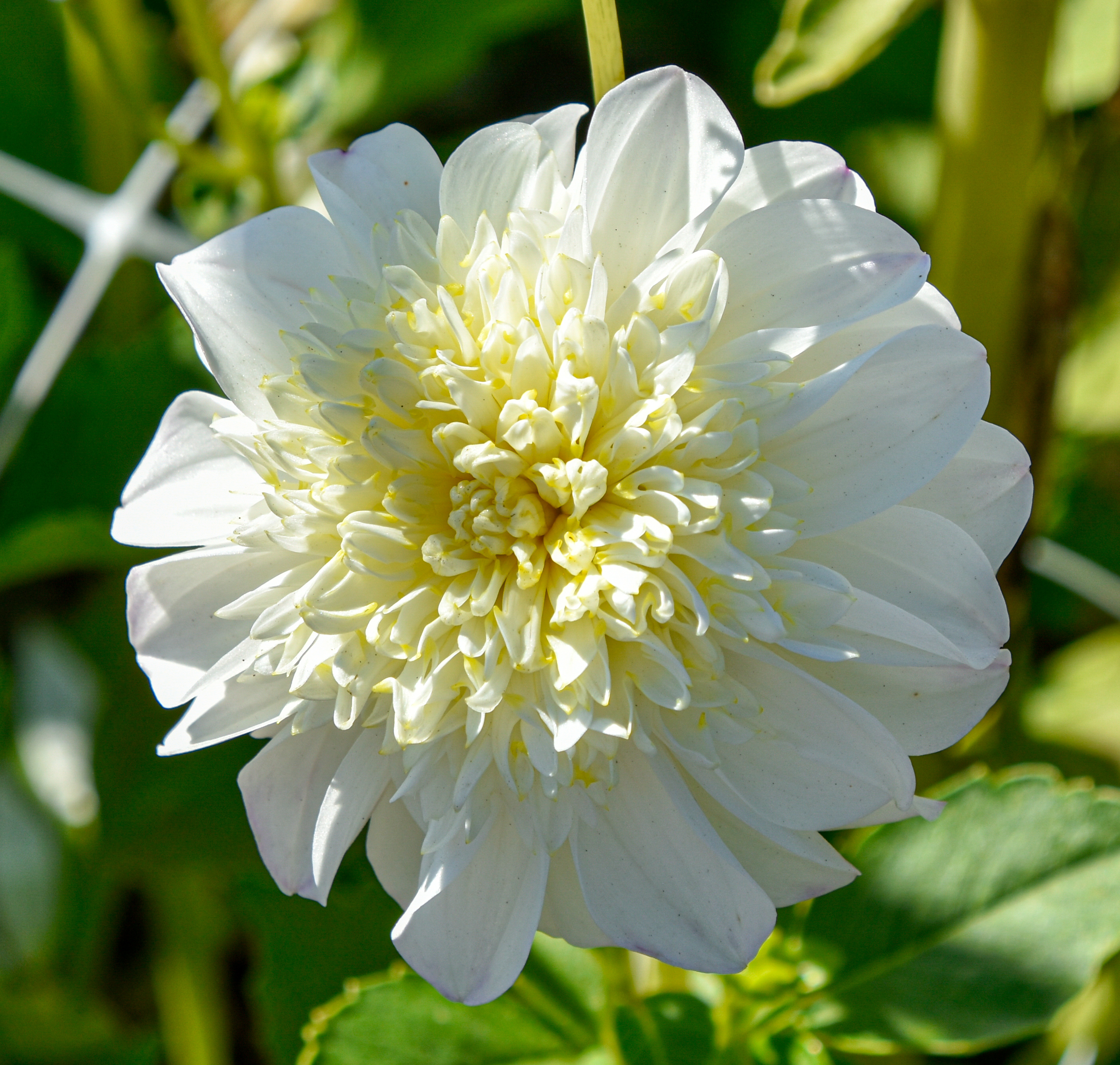 Anemonen-Dahlie "Zahra"