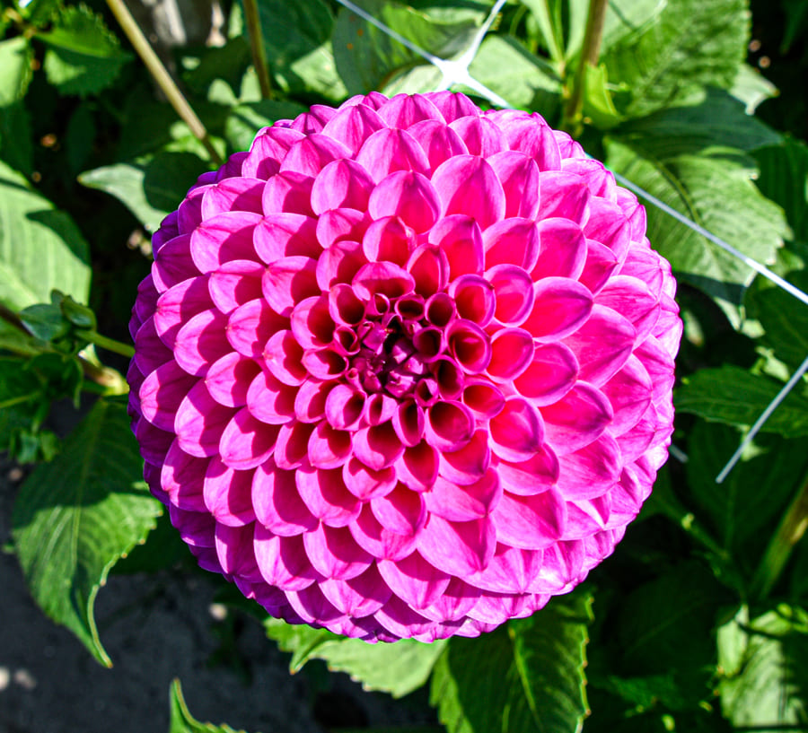 Leuchtende Ball-Dahlie "Cryfield Harmony"