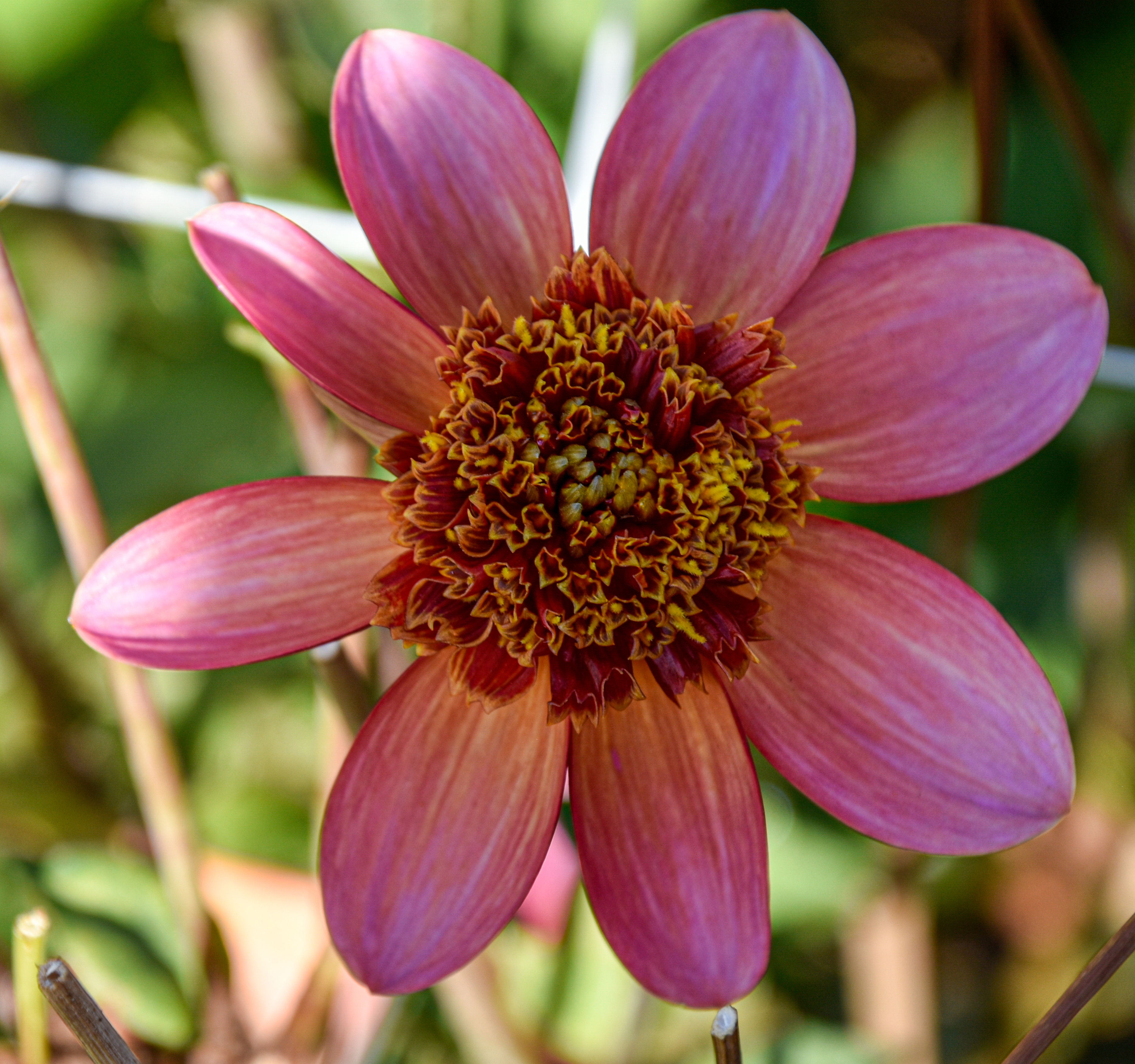 Anemonen-Dahlie "Totally Tangerine"