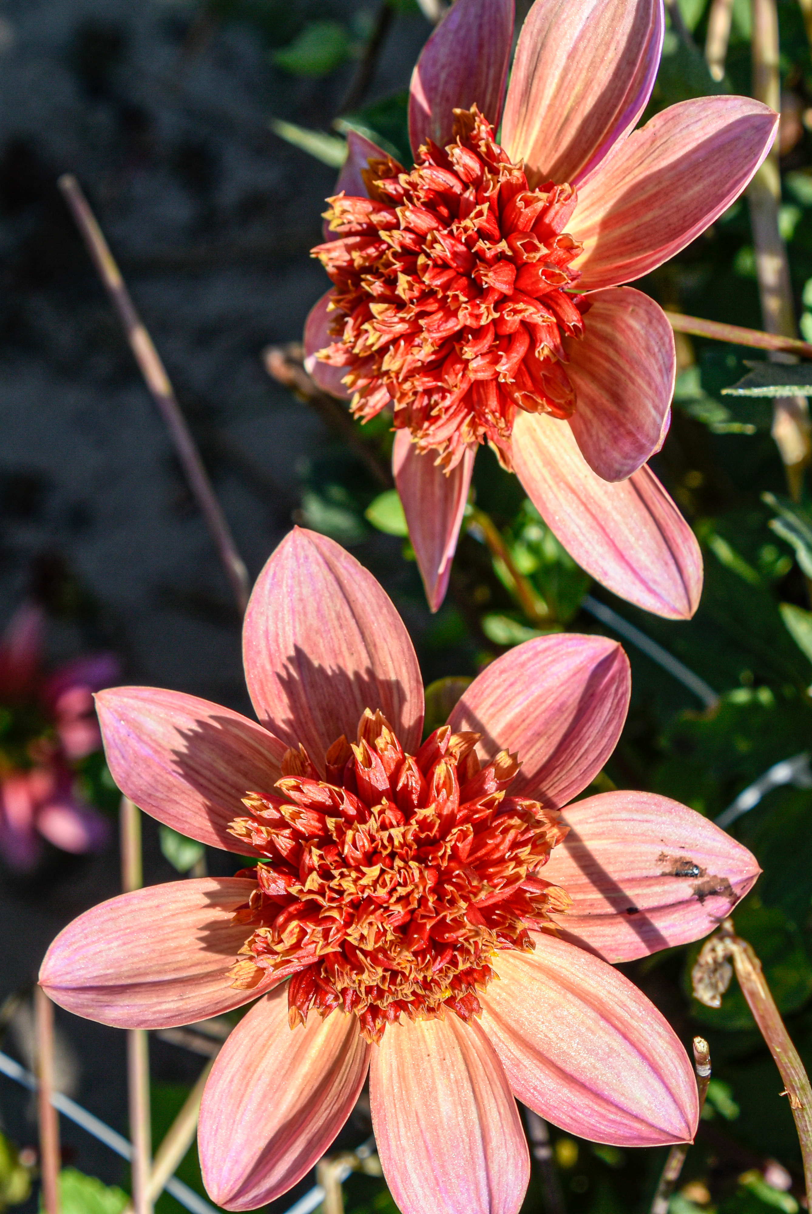 Anemonen-Dahlie "Totally Tangerine"