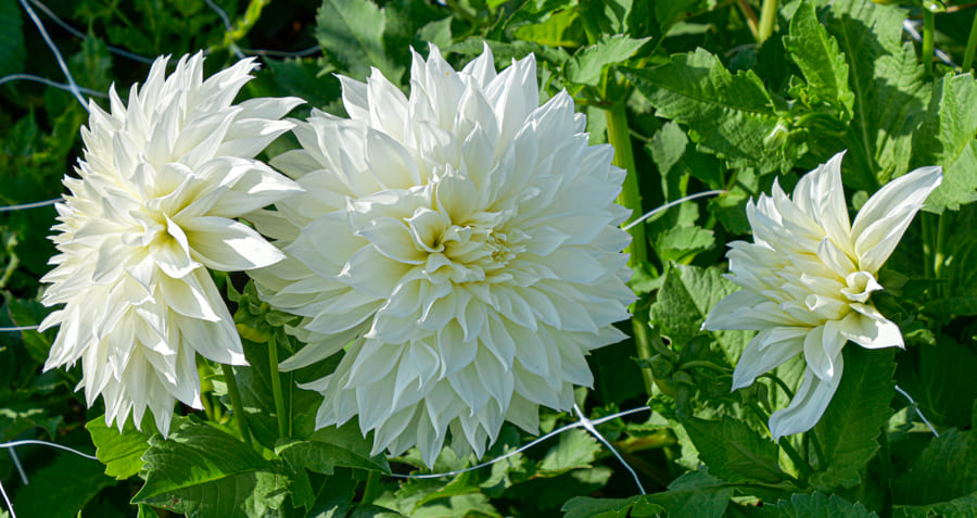 Dekorative, riesenblumige Dahlie "Fleurel"