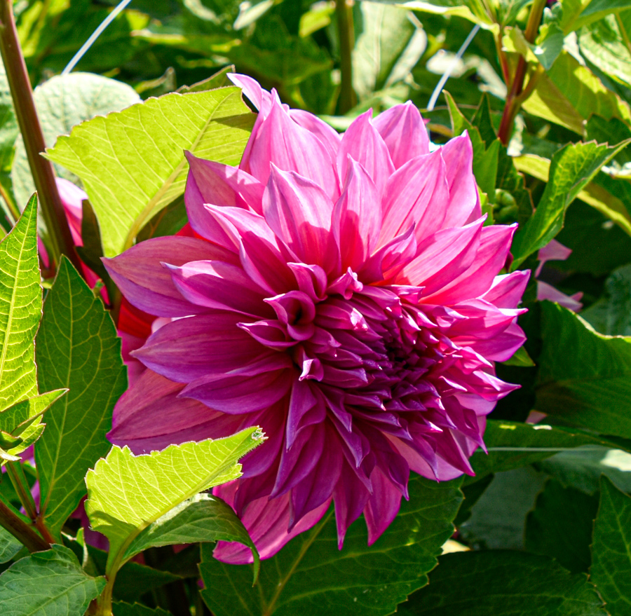 Dekorative, riesenblumige Dahlie "Café au Lait Rosé"