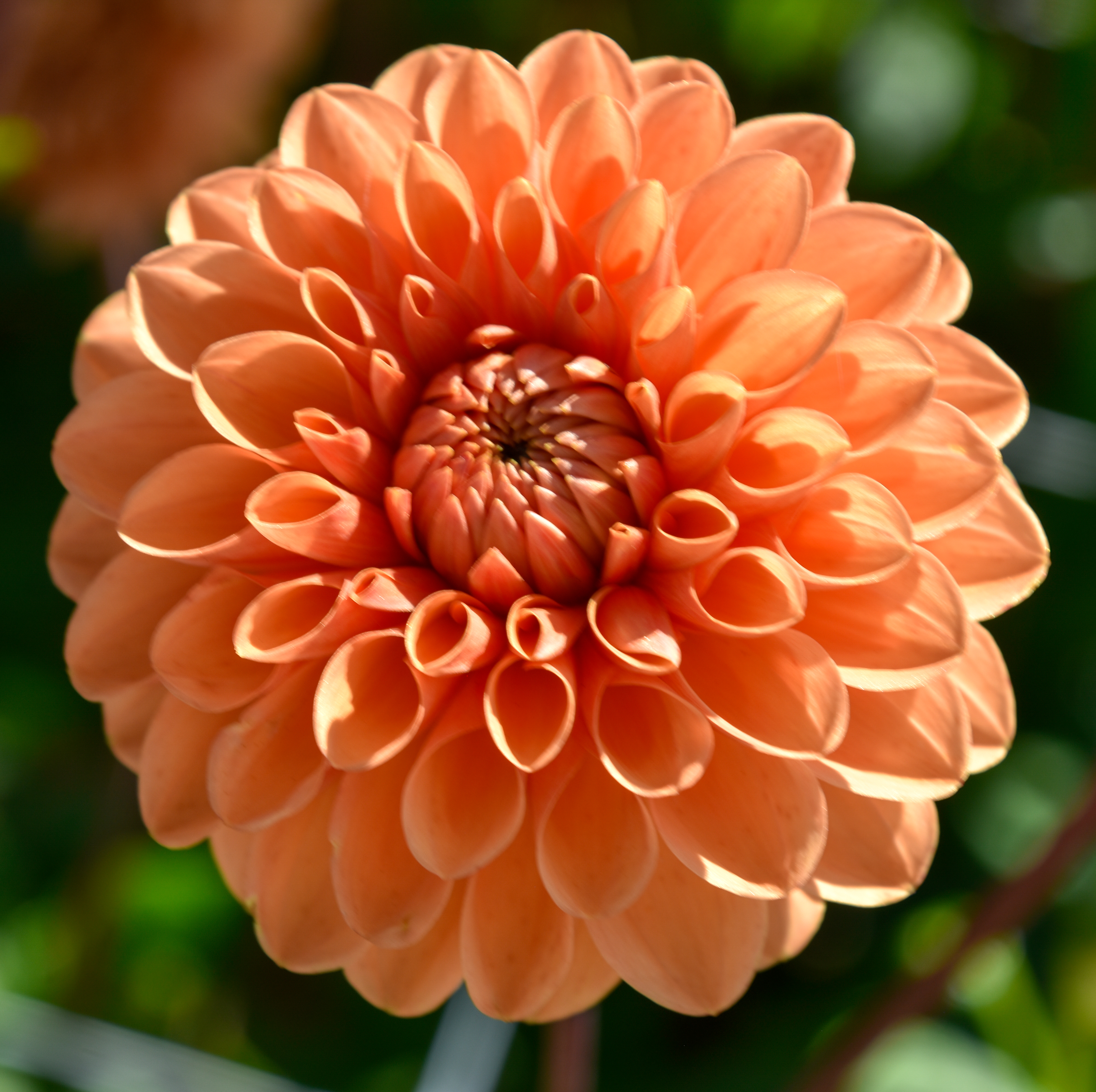 Balldahlie "Sylvia"