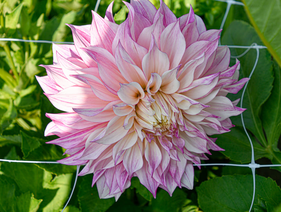 Dekorative, großblumige Dahlie "Labyrinth Twotone"