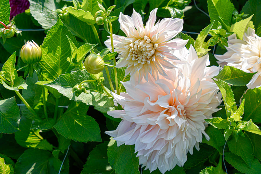Dekorative, riesenblumige Dahlie "Café au Lait"