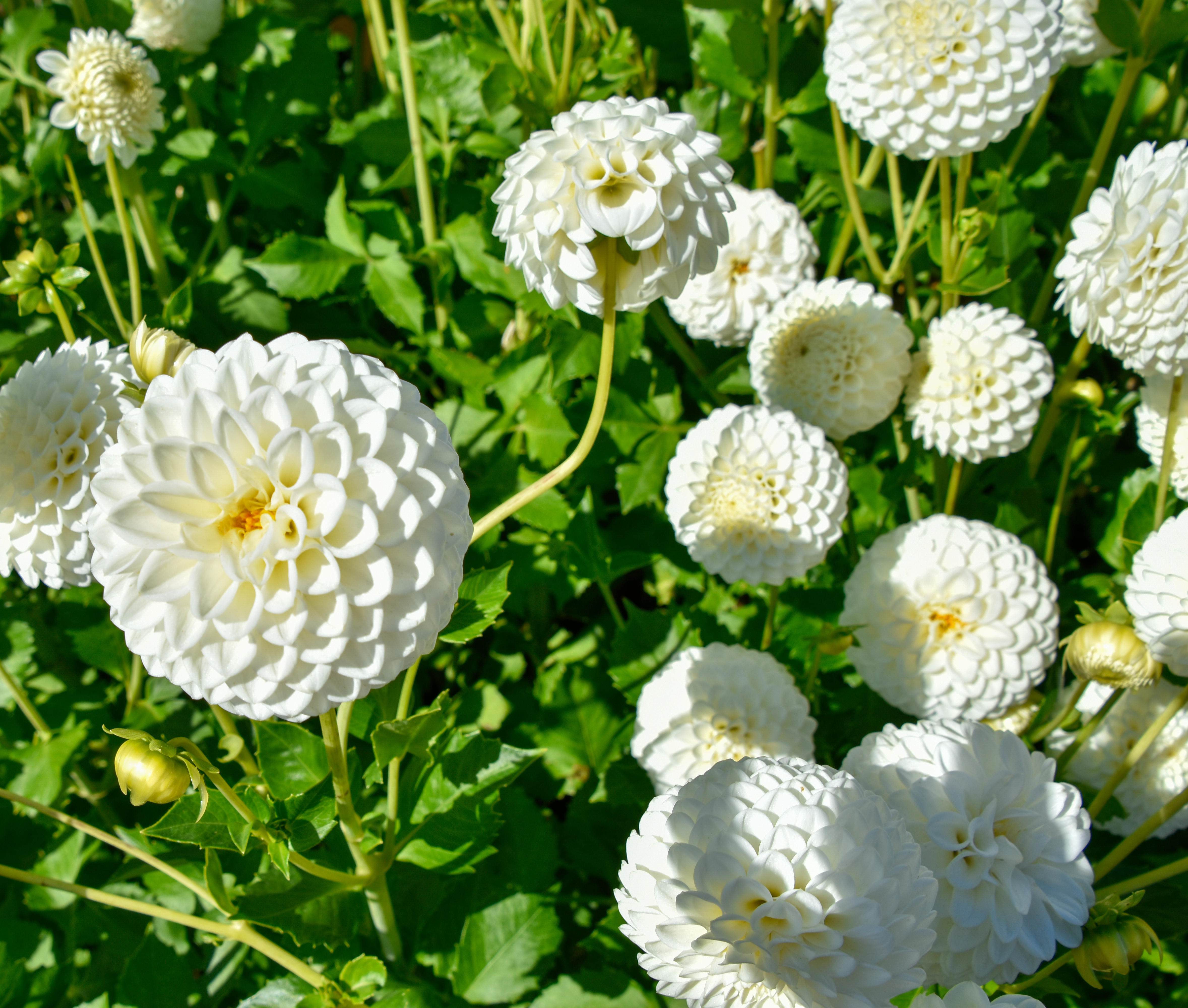 Balldahlie "Ryecroft Jan"