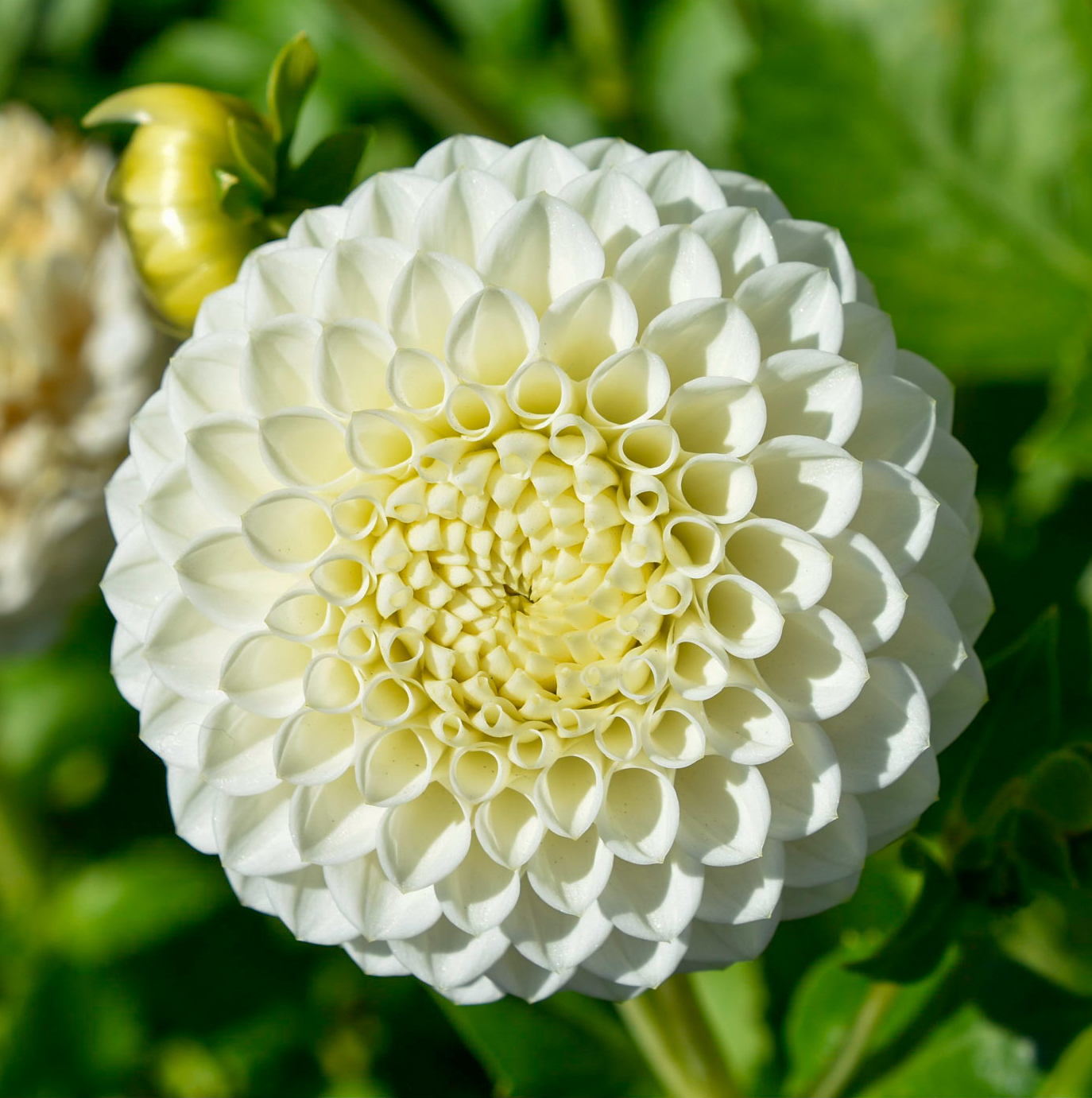Balldahlie "Ryecroft Jan"