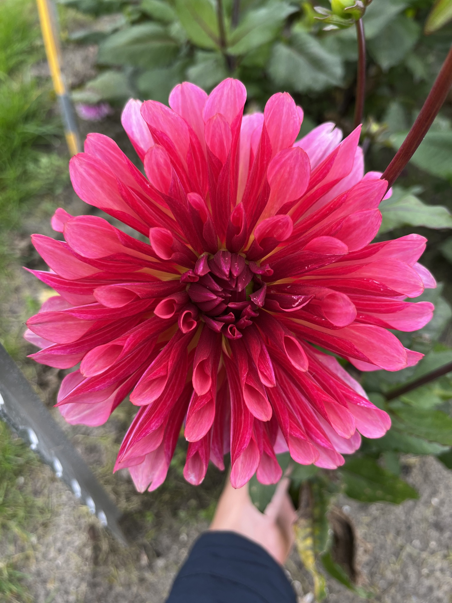 Kaktusdahlie "Missis Dutch"