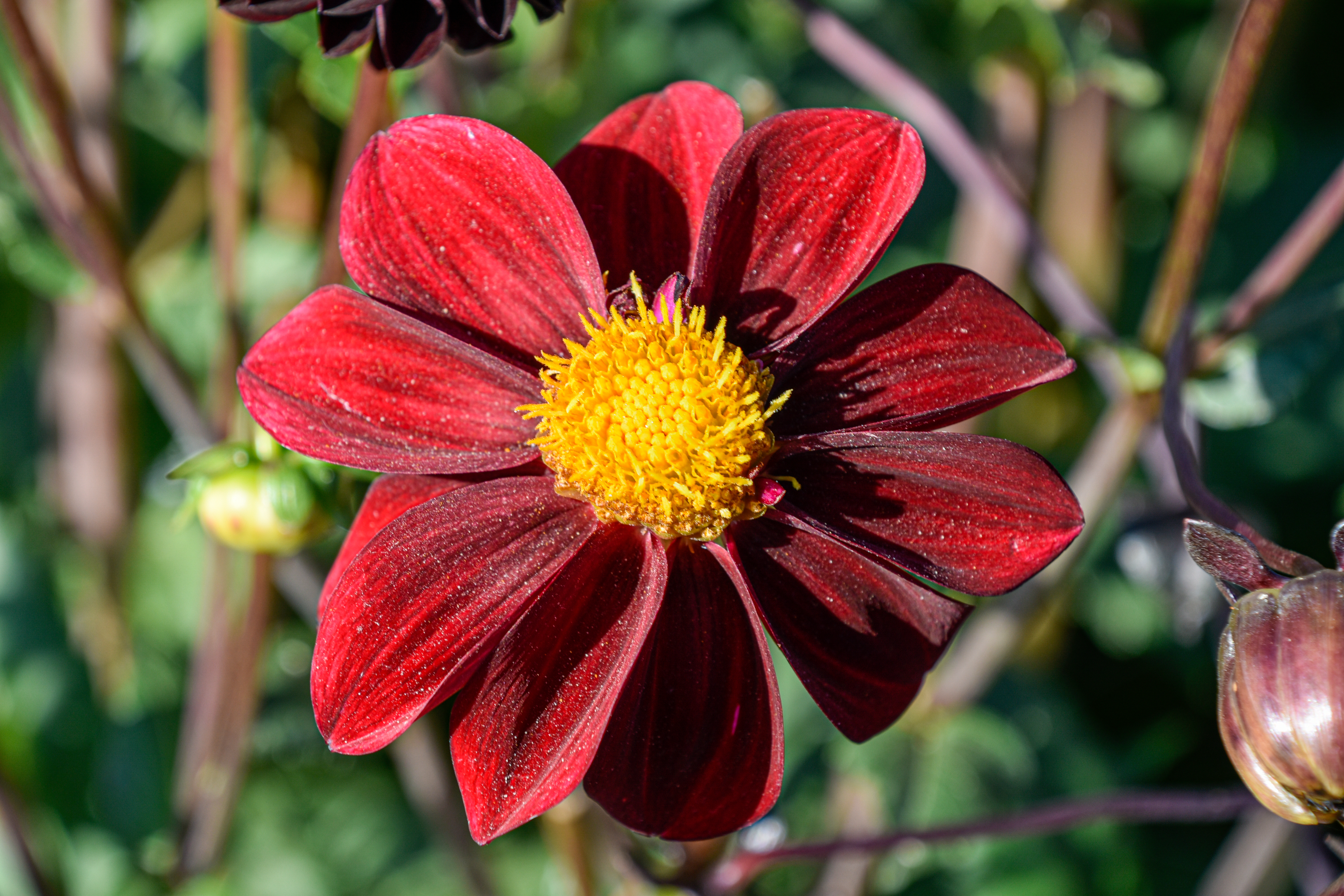 Einfachblütige Dahlie "Still Going Strong"
