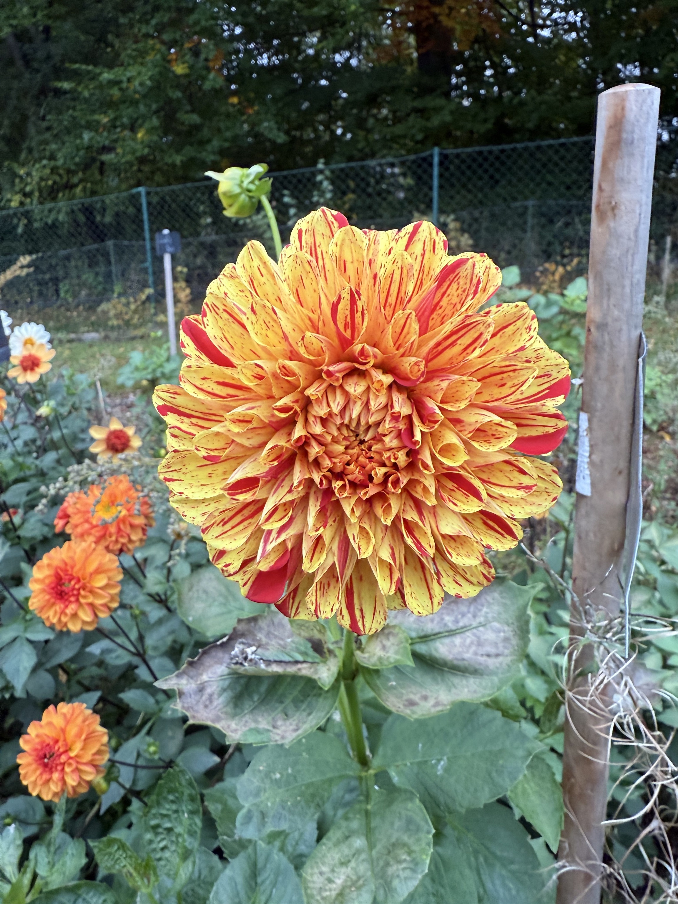 Seerosen-Dahlie "Striped Nagano"