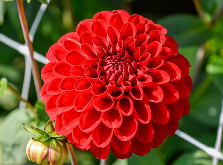 Fröhlich leuchtende Ball-Dahlie "Red Fox"