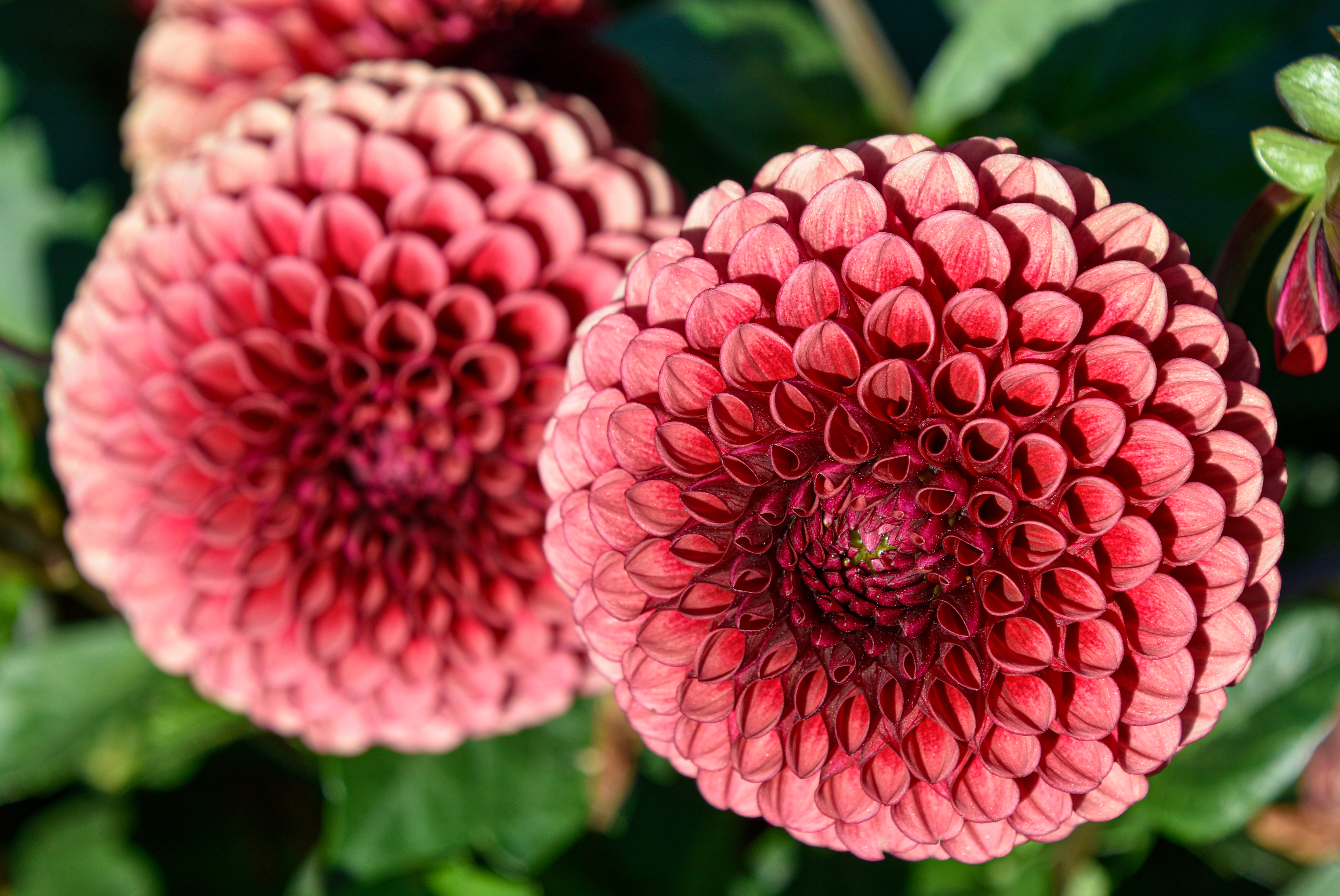 Balldahlie "Copper Boy"