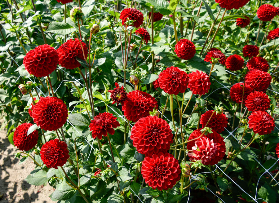 Fröhlich leuchtende Ball-Dahlie "Red Fox"