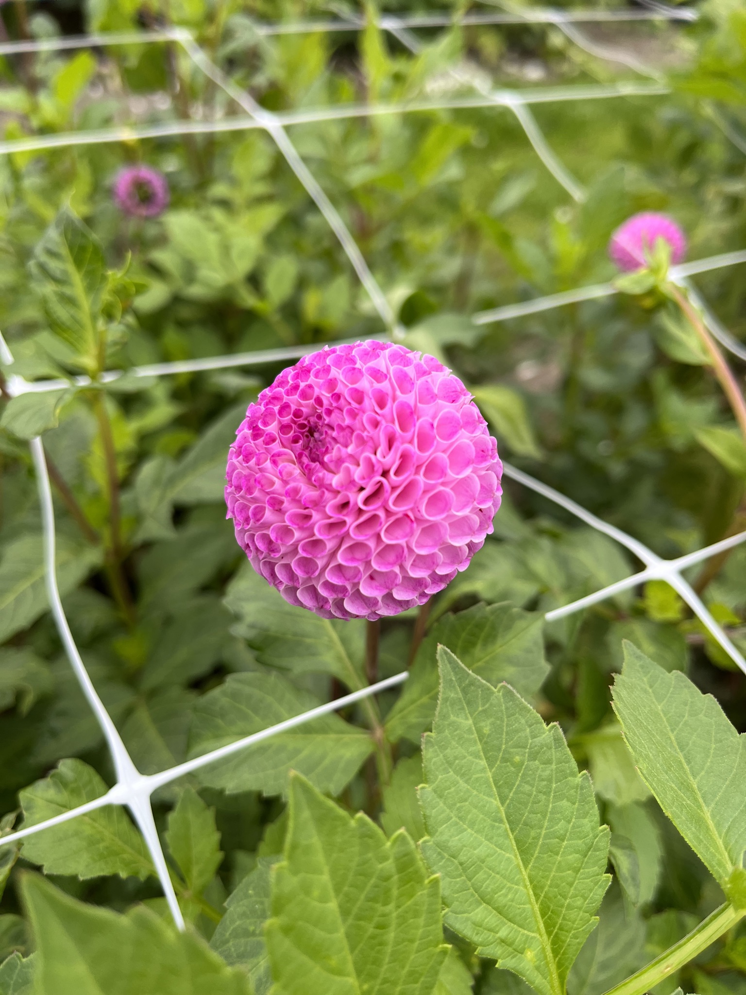 Wunderschöne Pompondahlie "Frank Holmes"