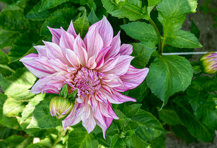 Dekorative, riesenblumige Dahlie "Café au Lait Twist"