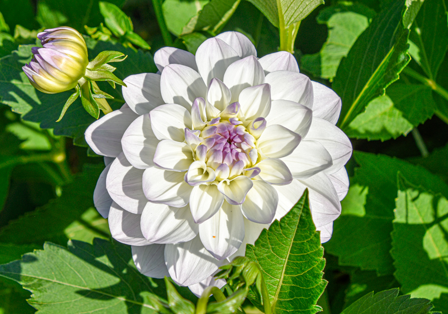 Dekorative, anmutige Ball-Dahlie "Eveline"