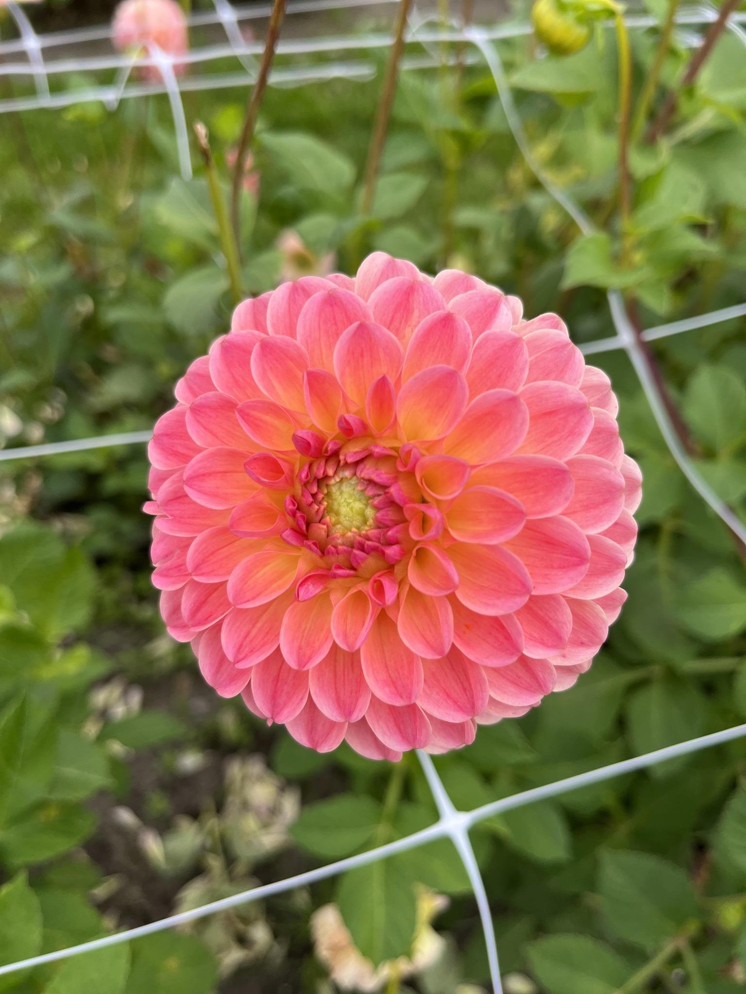 Wundervolle Balldahlie "L.A.T.E."