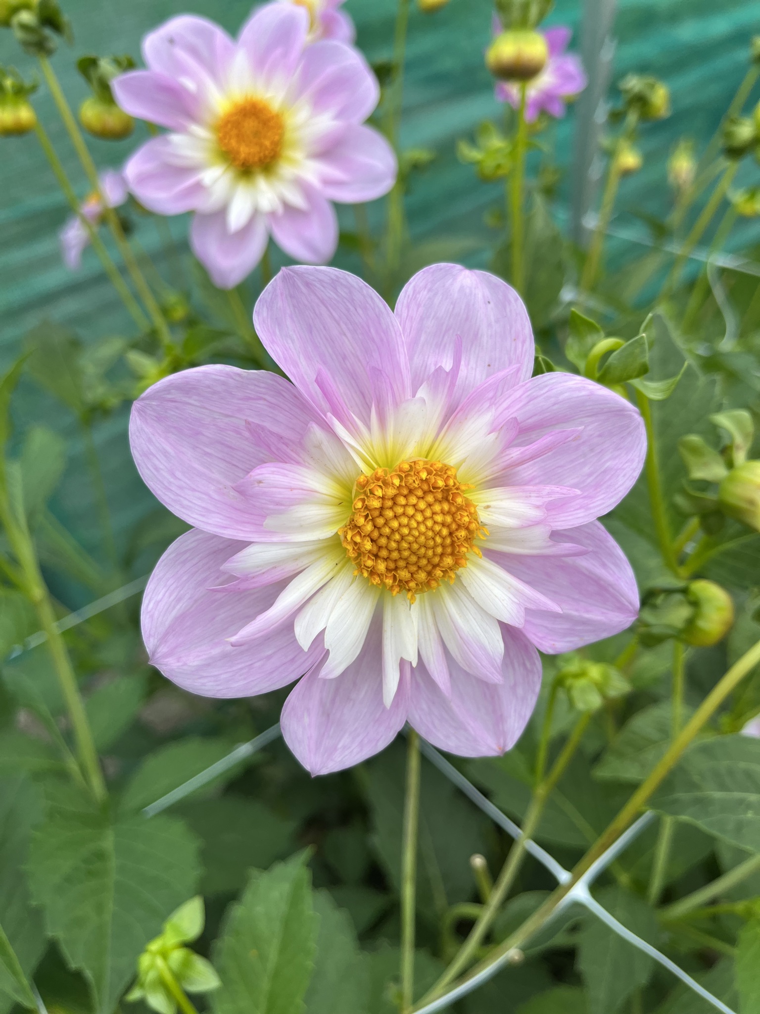 Halskrausendahlie "Teesbrook Audrey"