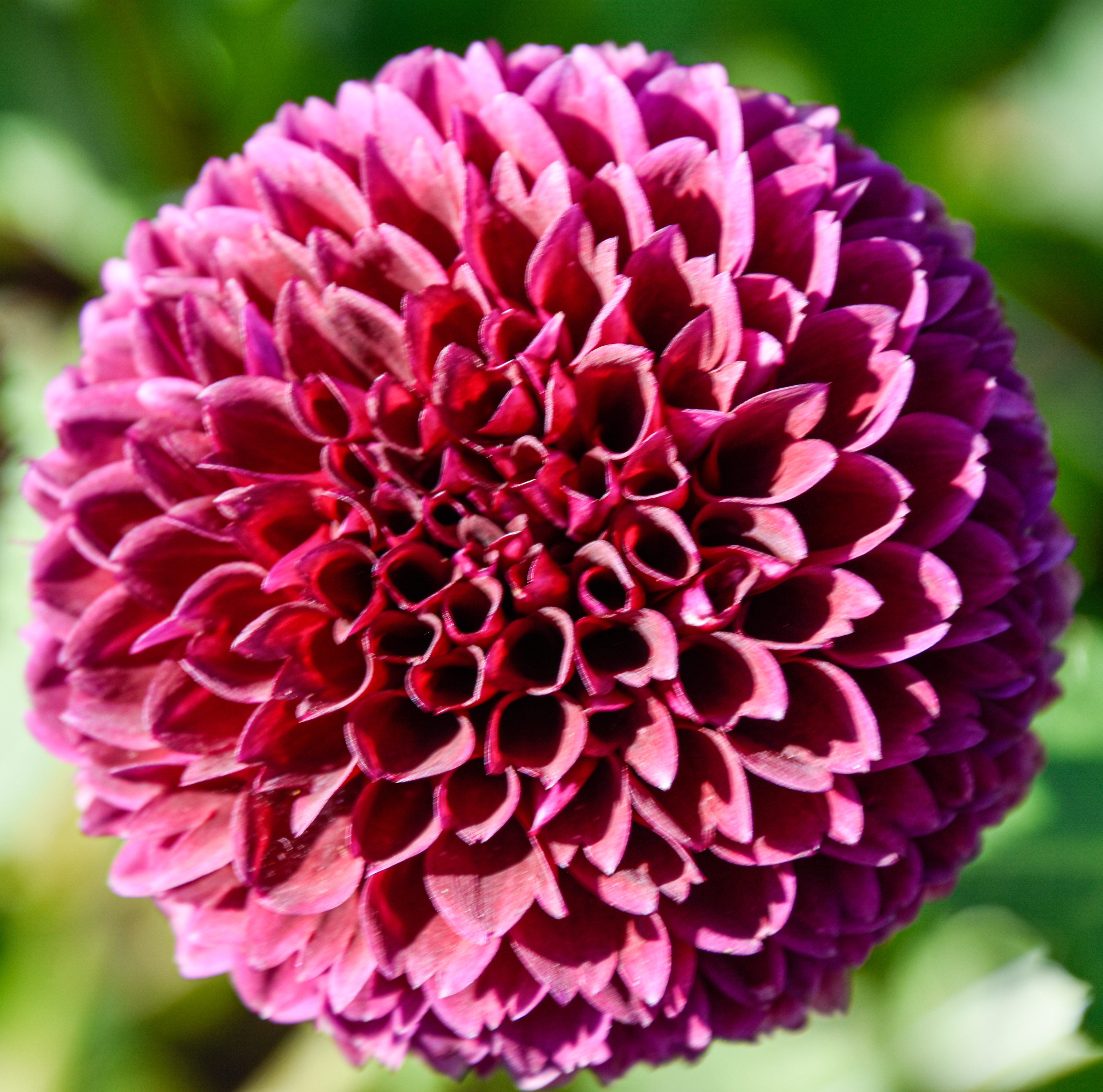 Balldahlie "Black Pierre"