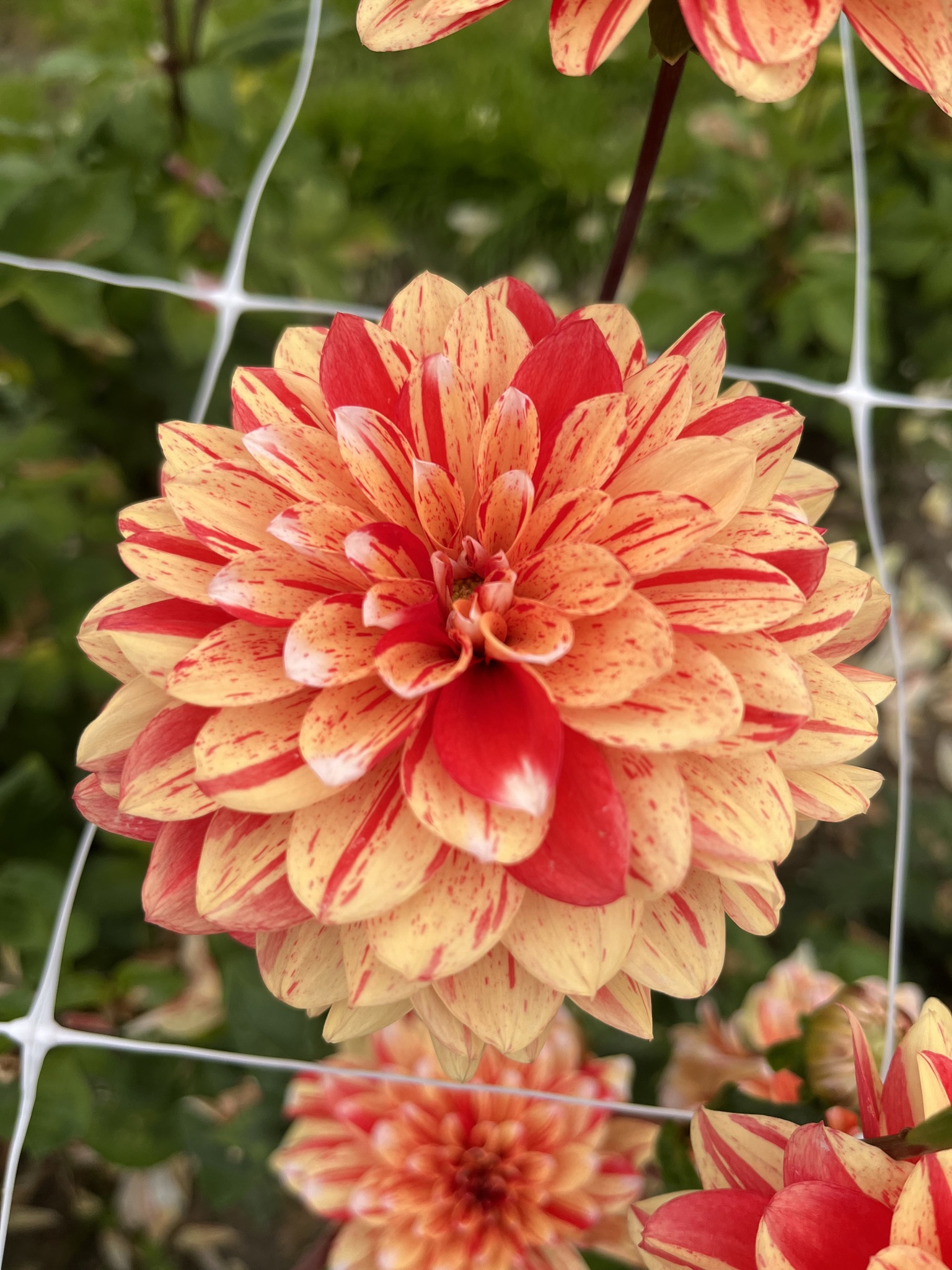 Seerosen-Dahlie "Striped Nagano"
