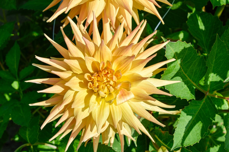 Kaktusdahlie "Penhill Autumn Shade"