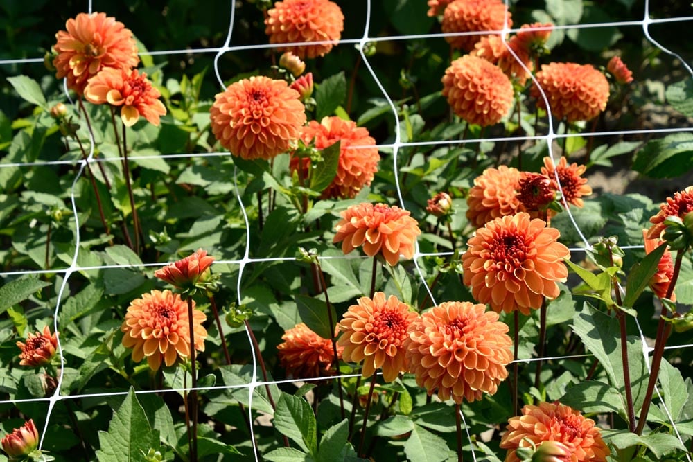 Wunderschöne Ball-Dahlie "American Sunset"