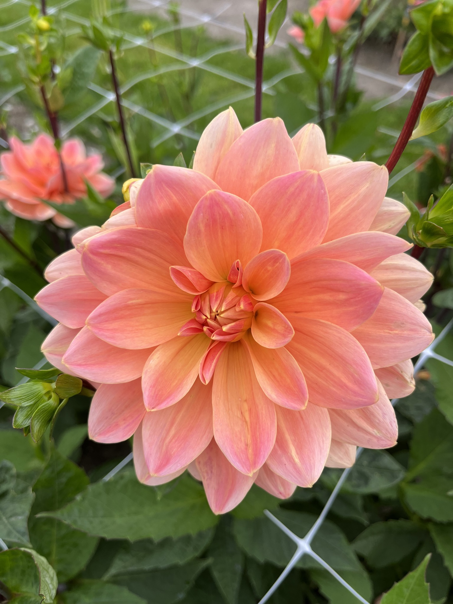 Seerosen-Dahlie "Mister Frans"